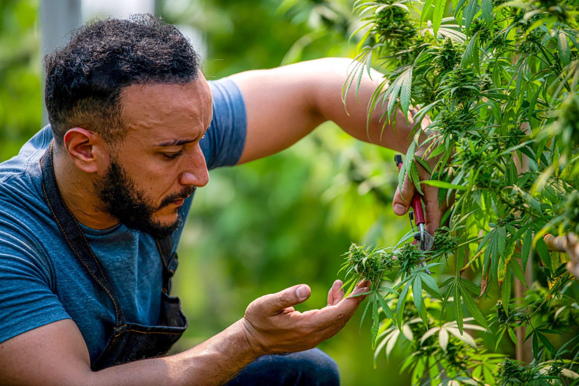 Premium California Wholesale Hemp