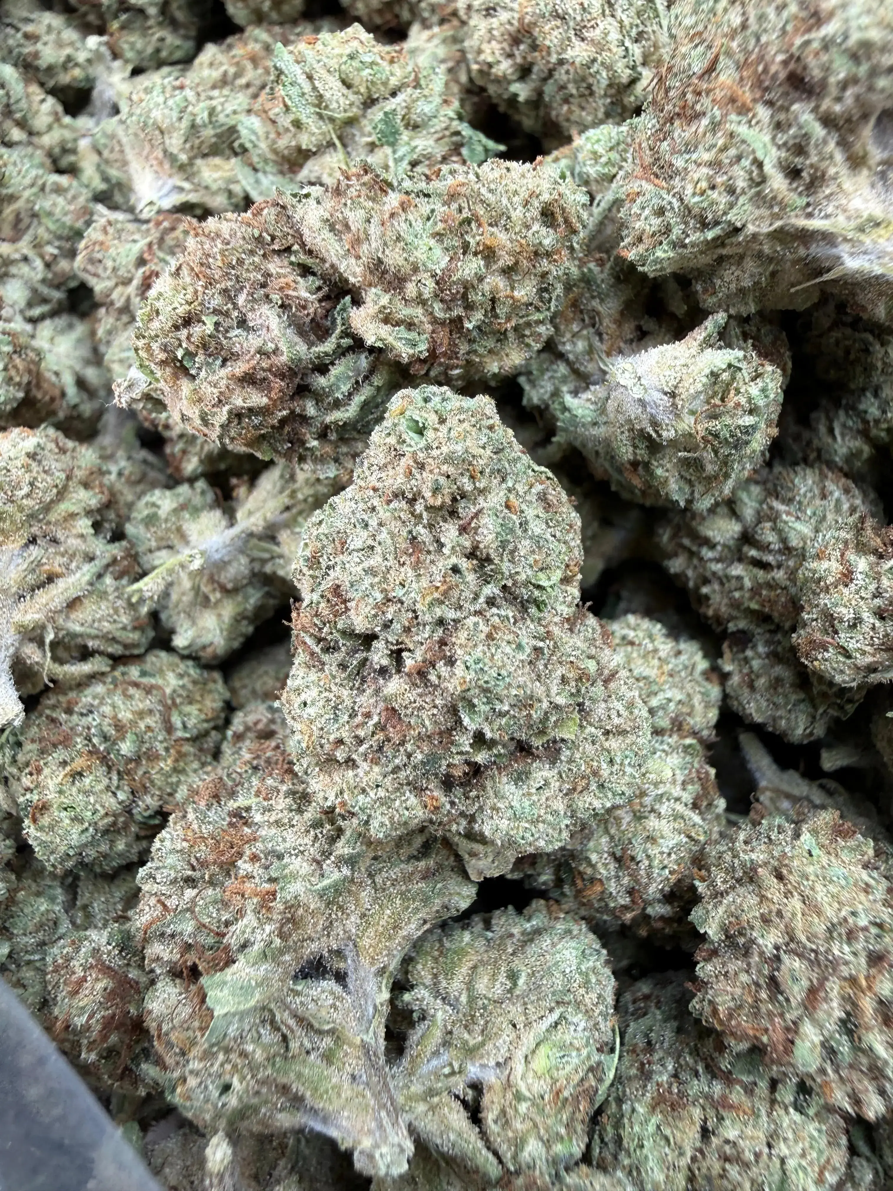 1/2 Pound - Permanent Marker THCA Strain - Image 2