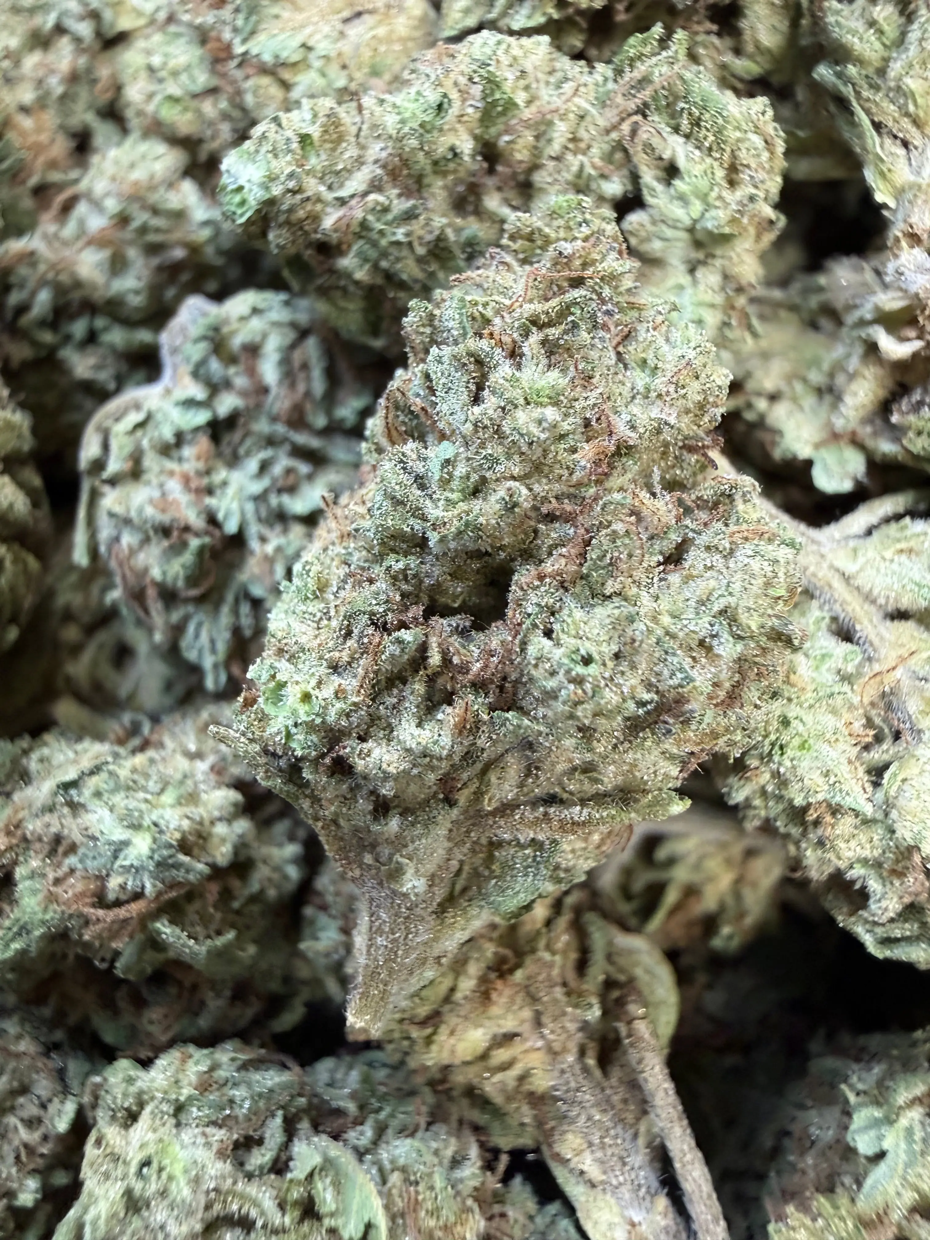 1 Pound - Double Burger THCA Flower - Image 3