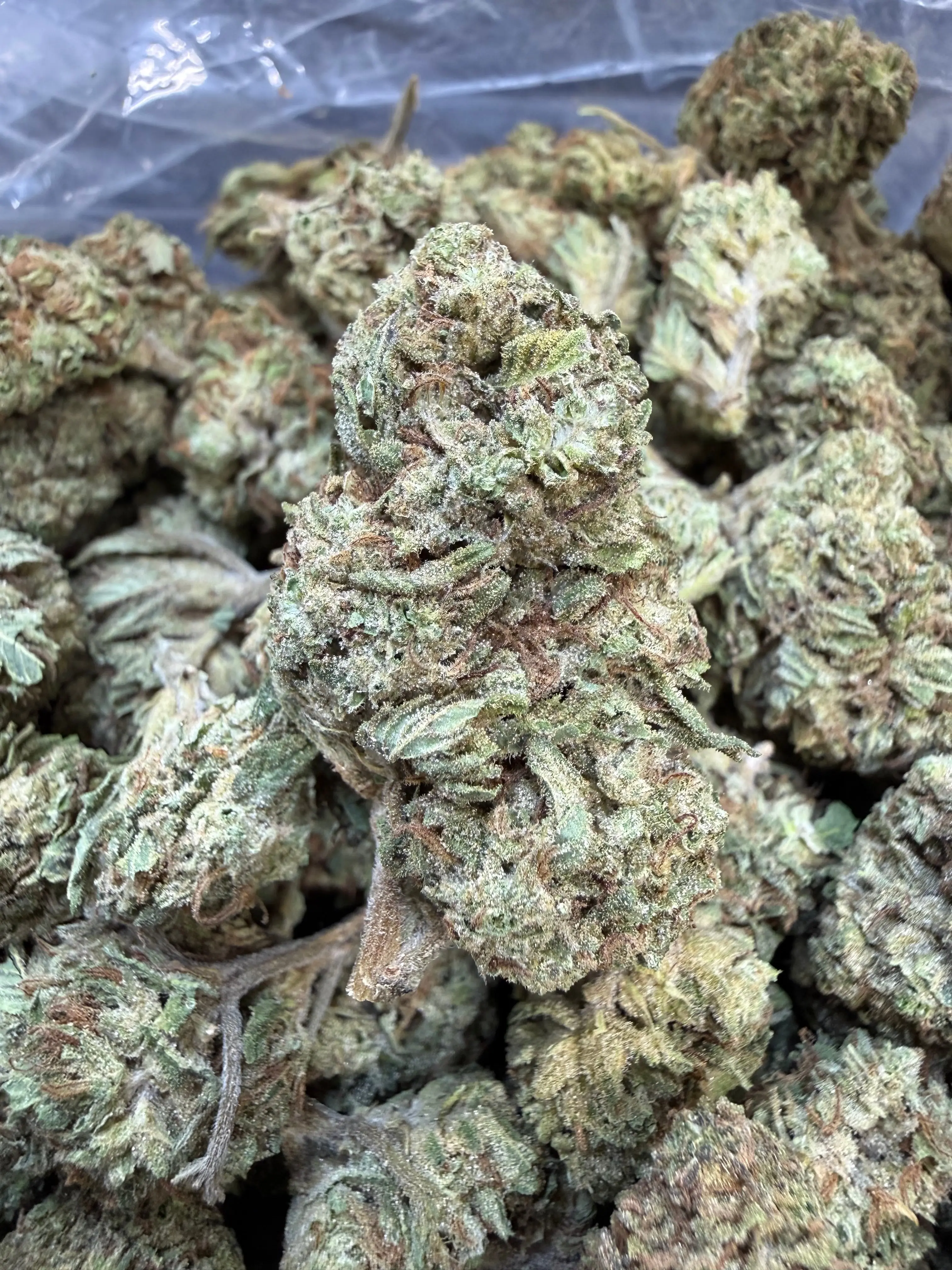 1 Pound - Double Burger THCA Flower - Image 4