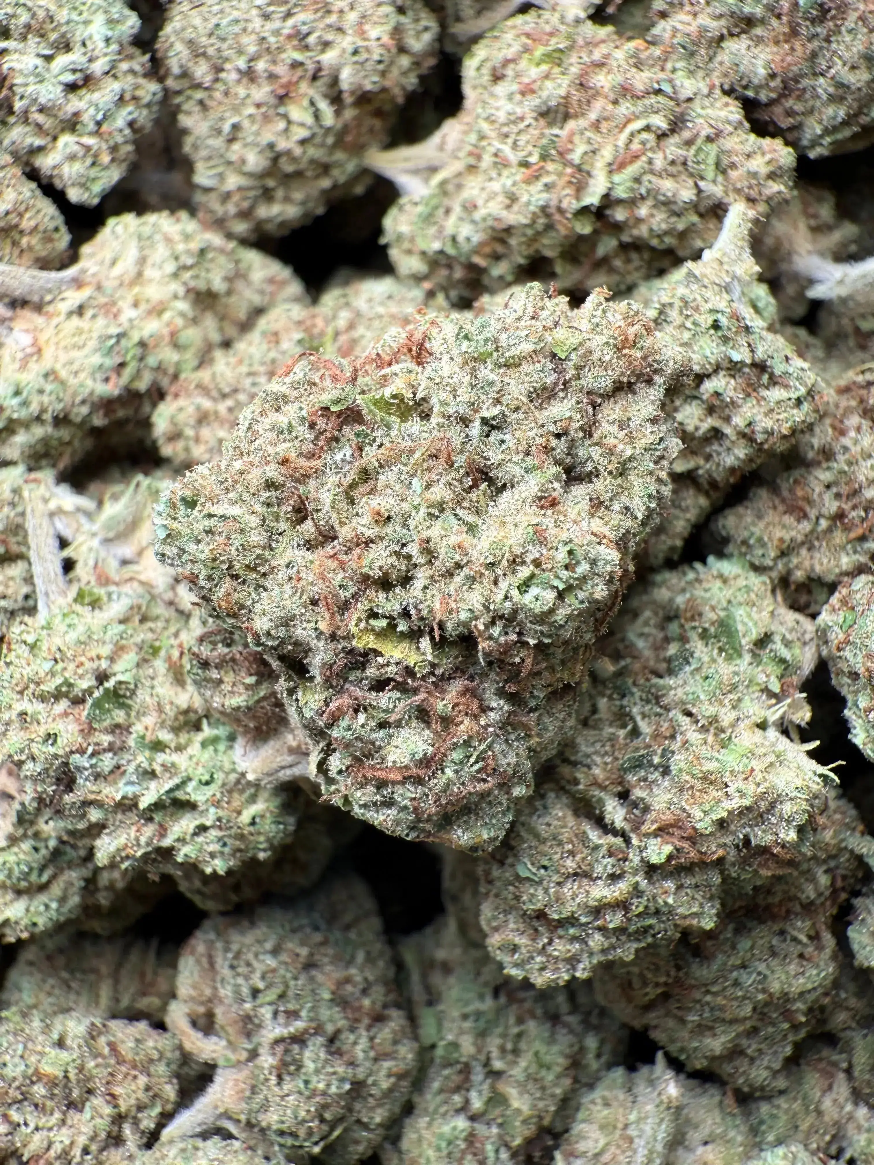 1 Pound Black Widow THCA - Image 2