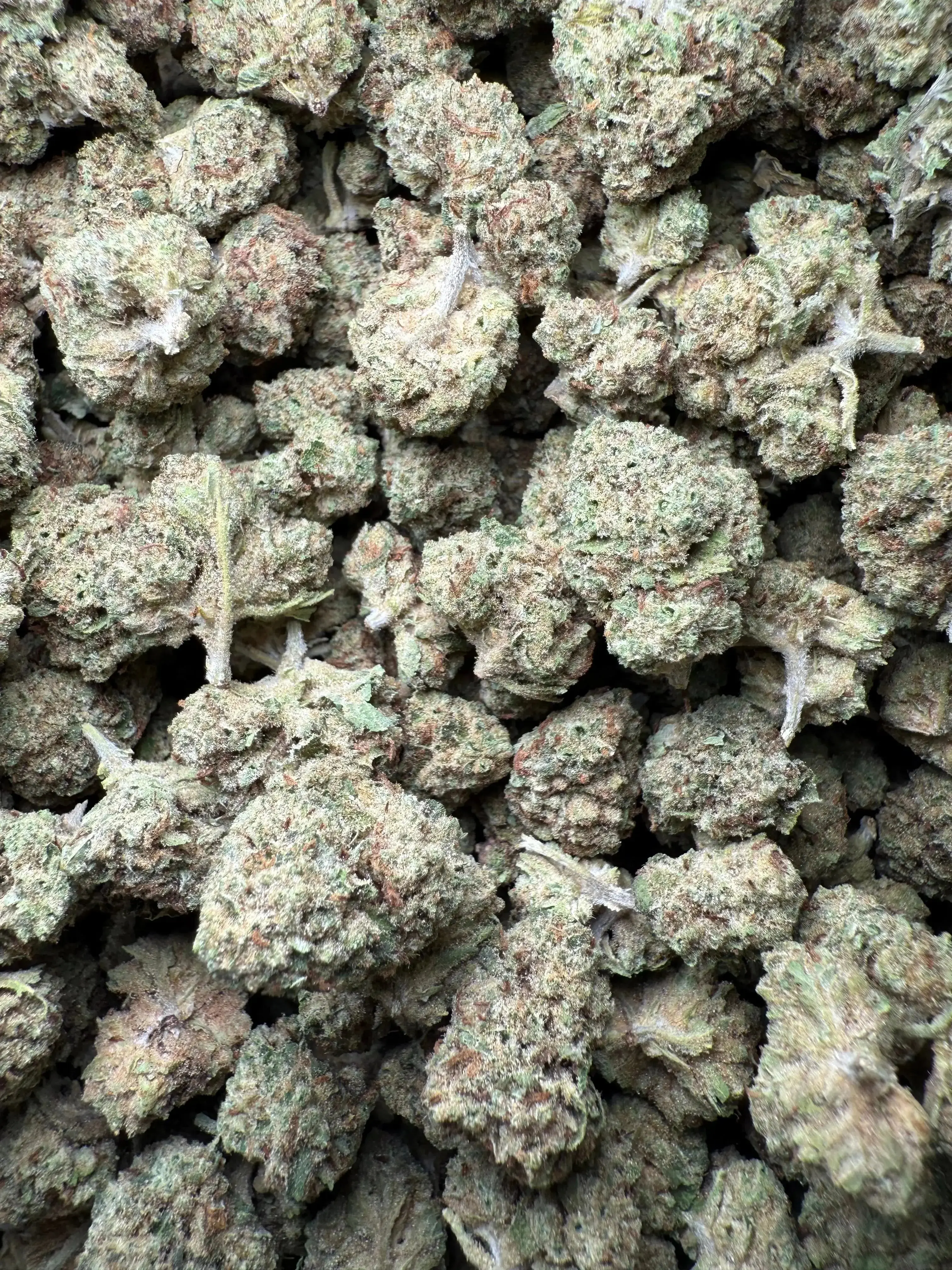 1 Pound Black Widow THCA Small - Image 2
