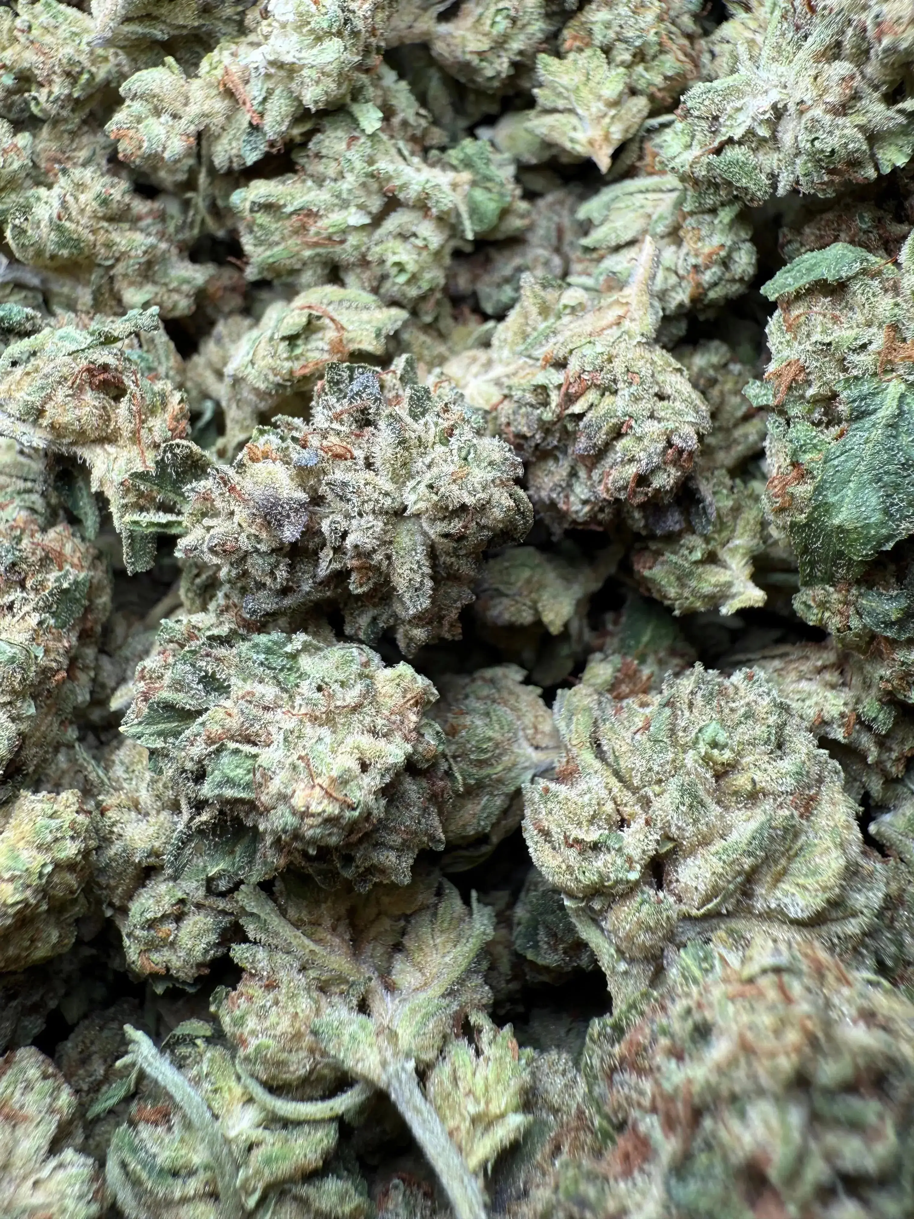 1/2 Pound Exotic Colour THCA (Small) - Image 2