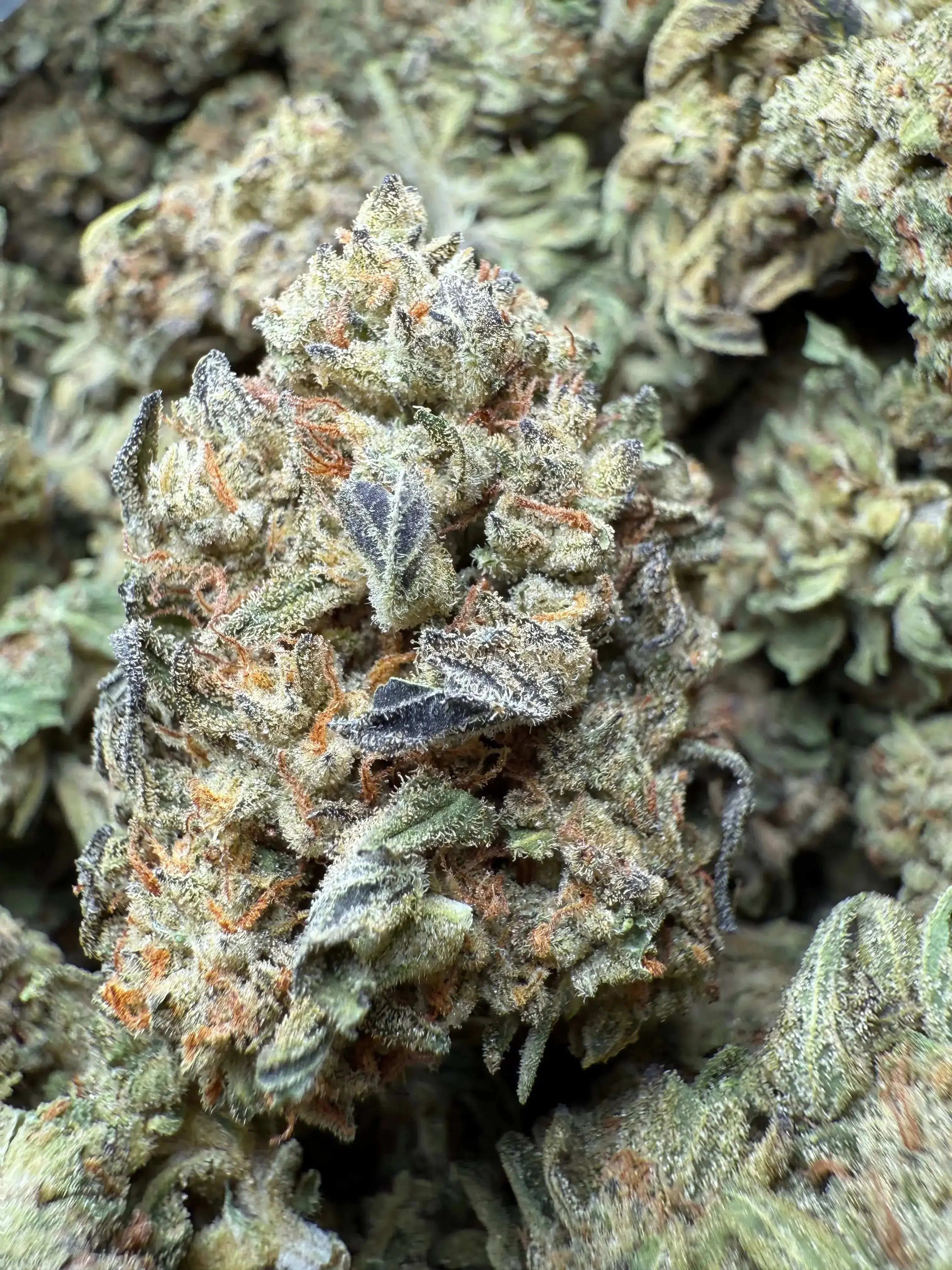 1/2 Pound Fat Boy OG THCA