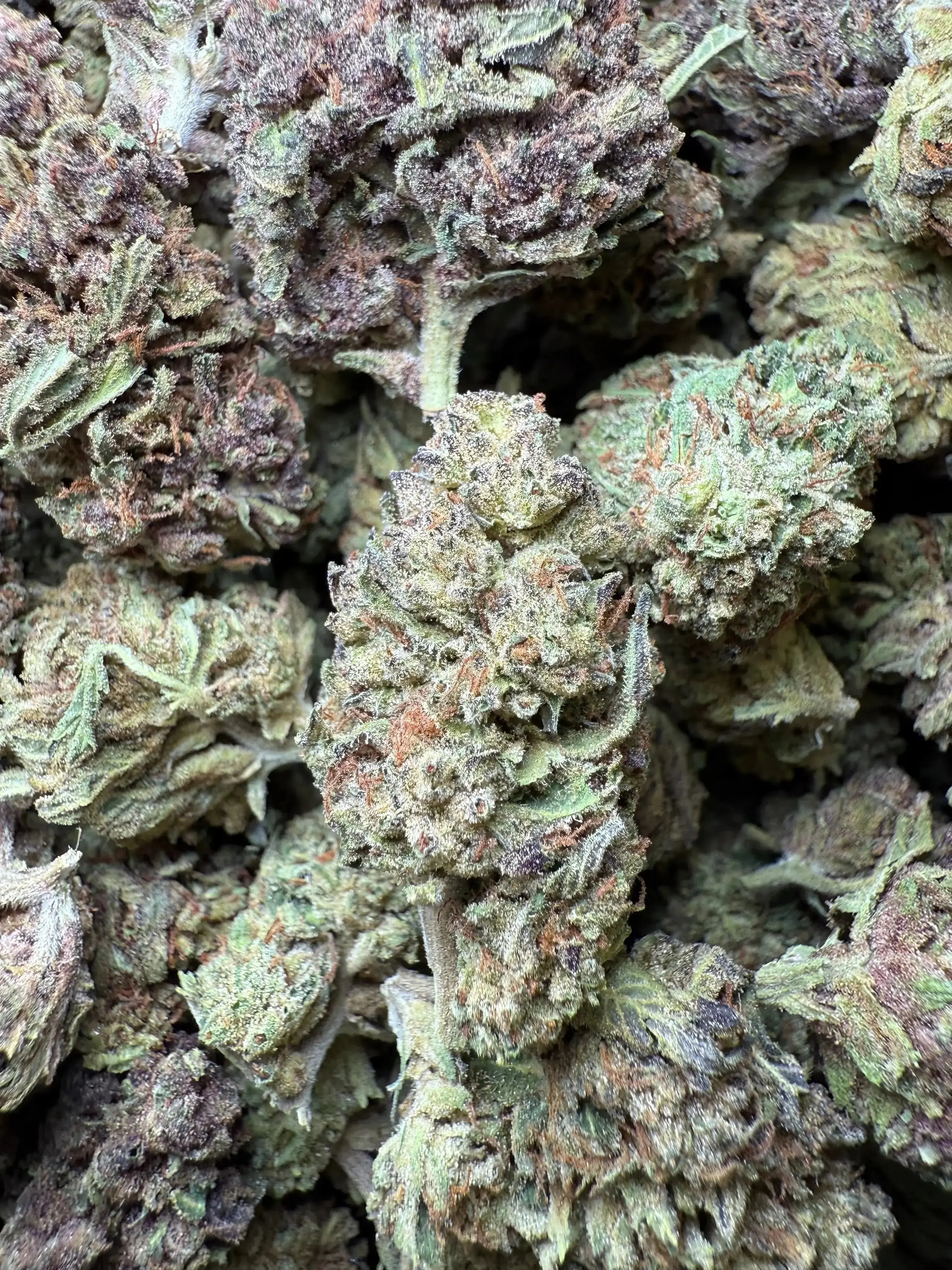 1/4 Pound Tropical Zmoothie THCA - Image 2