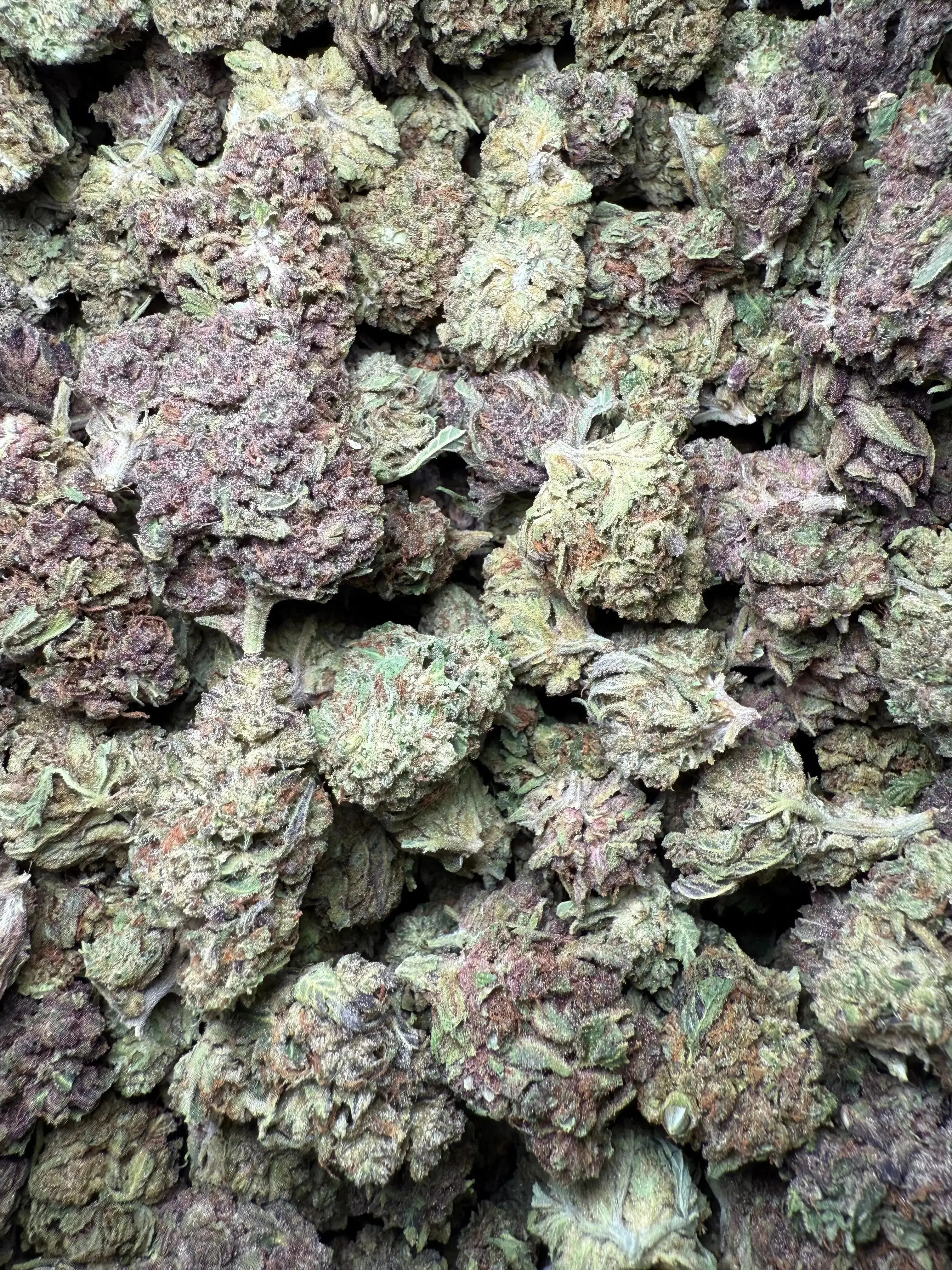 1/4 Pound Tropical Zmoothie THCA - Image 5