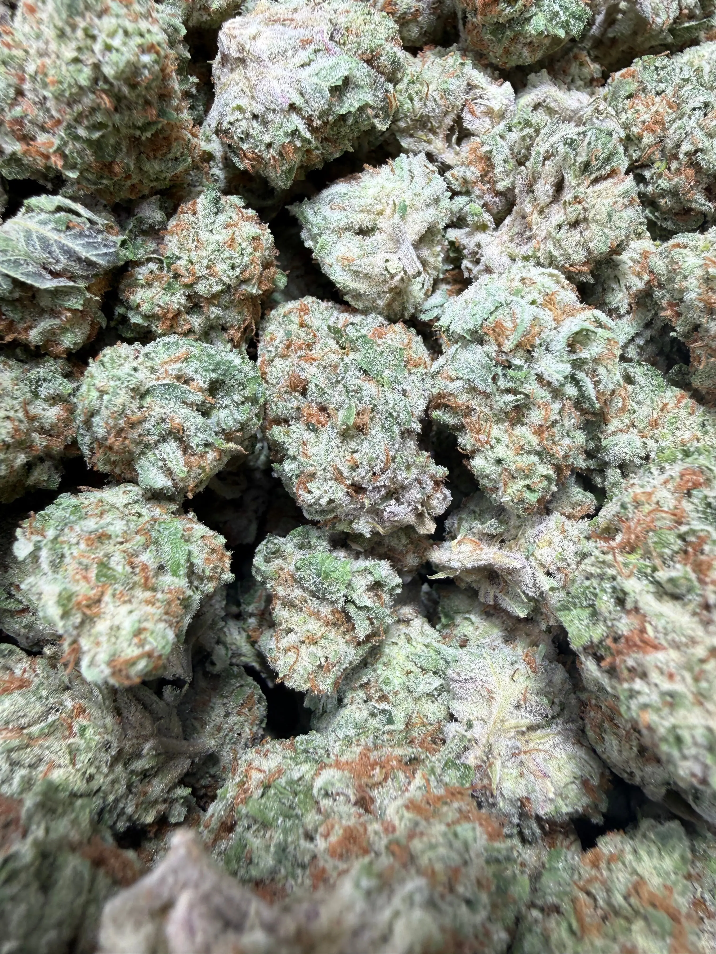 1/2 Pound Mango Tango THCA Flower - Image 5