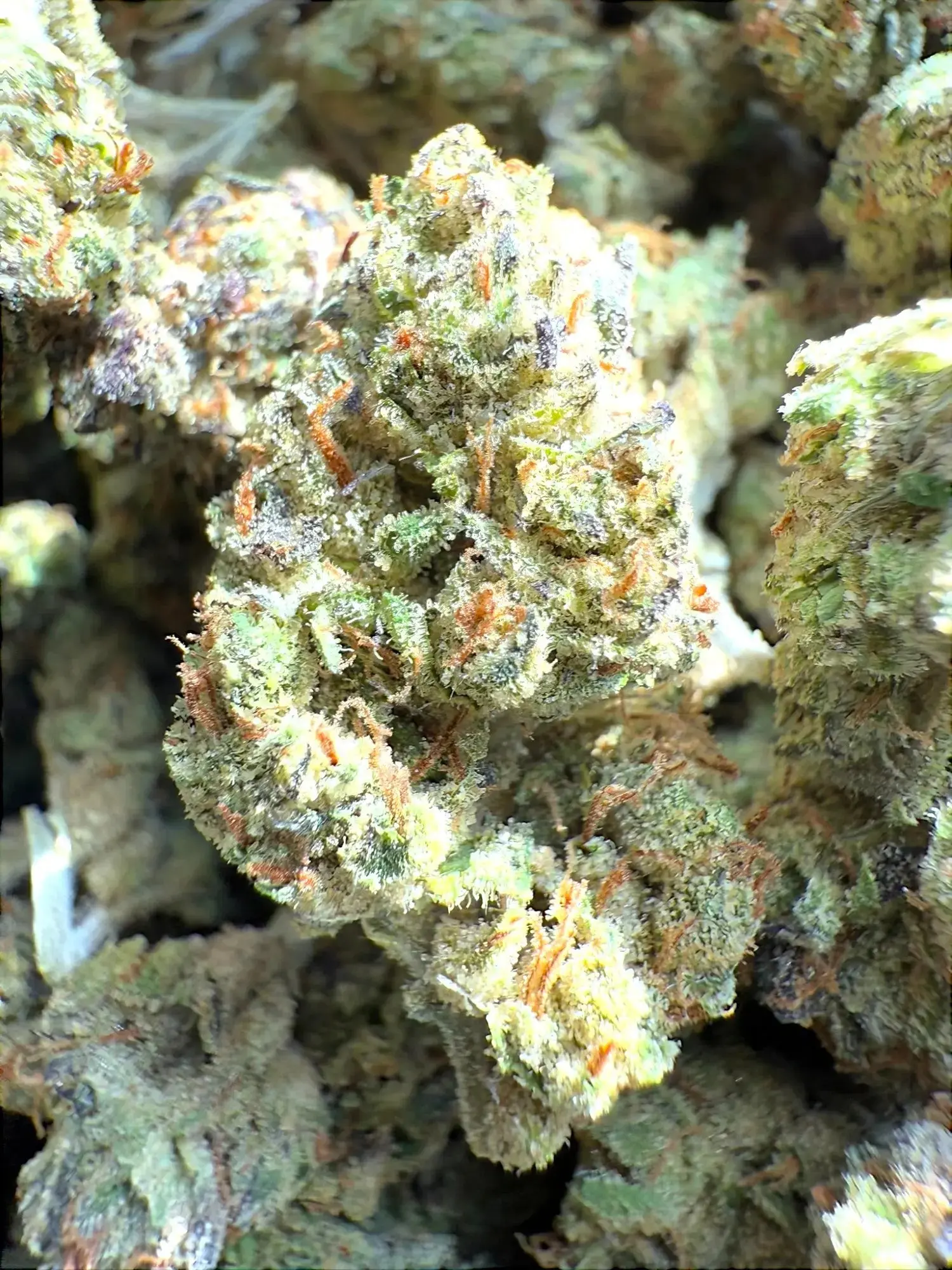 Frisco Labs -Exotic Pink Runtz THCA Strain - Image 3