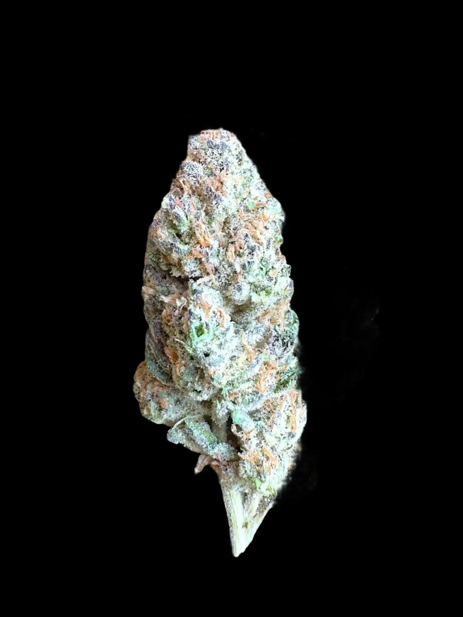 1 Pound - AAA Indoor Exotic - GovernMint Oasis THCA Strain