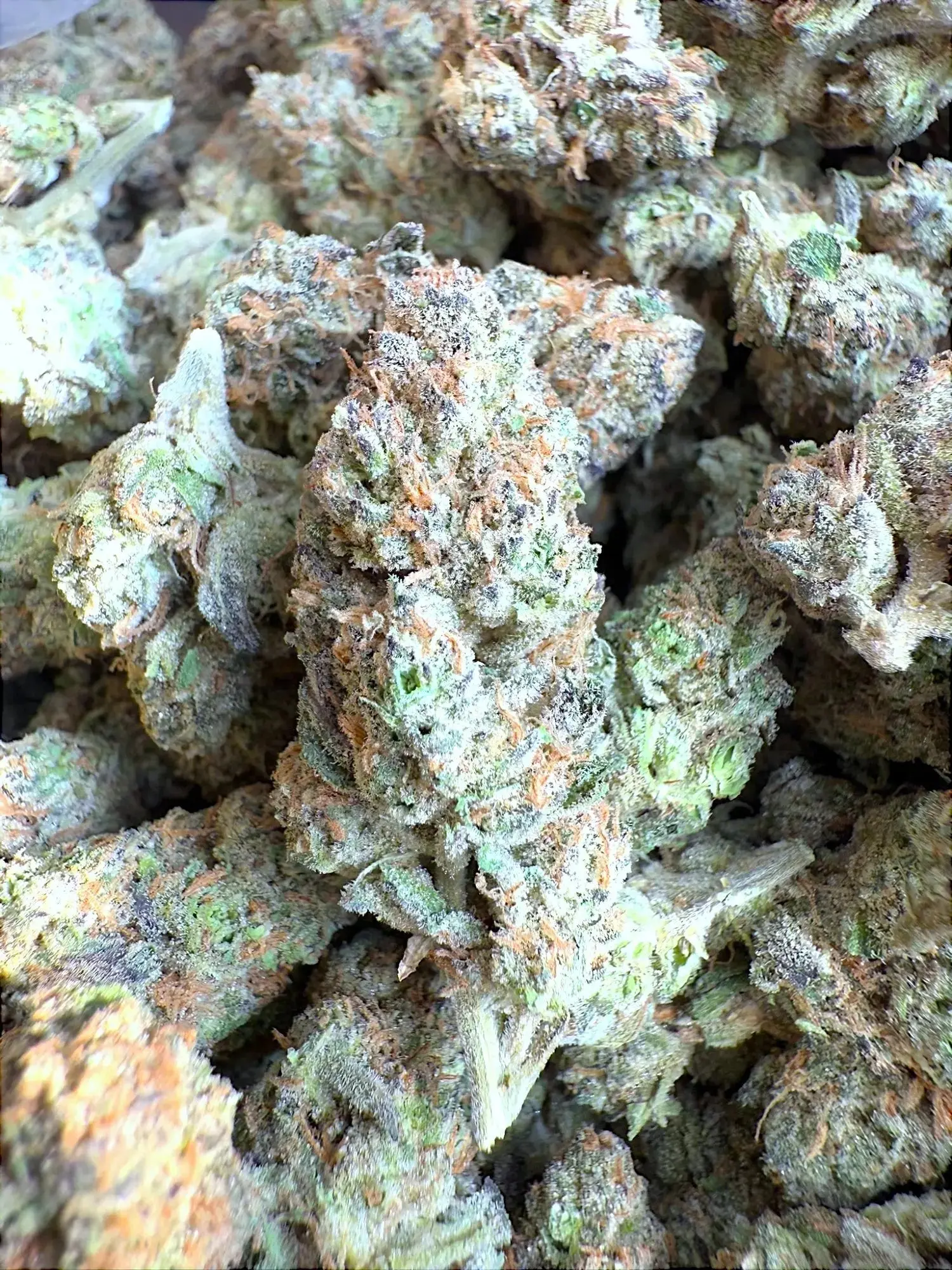 1 Pound - AAA Indoor Exotic - GovernMint Oasis THCA Strain - Image 2