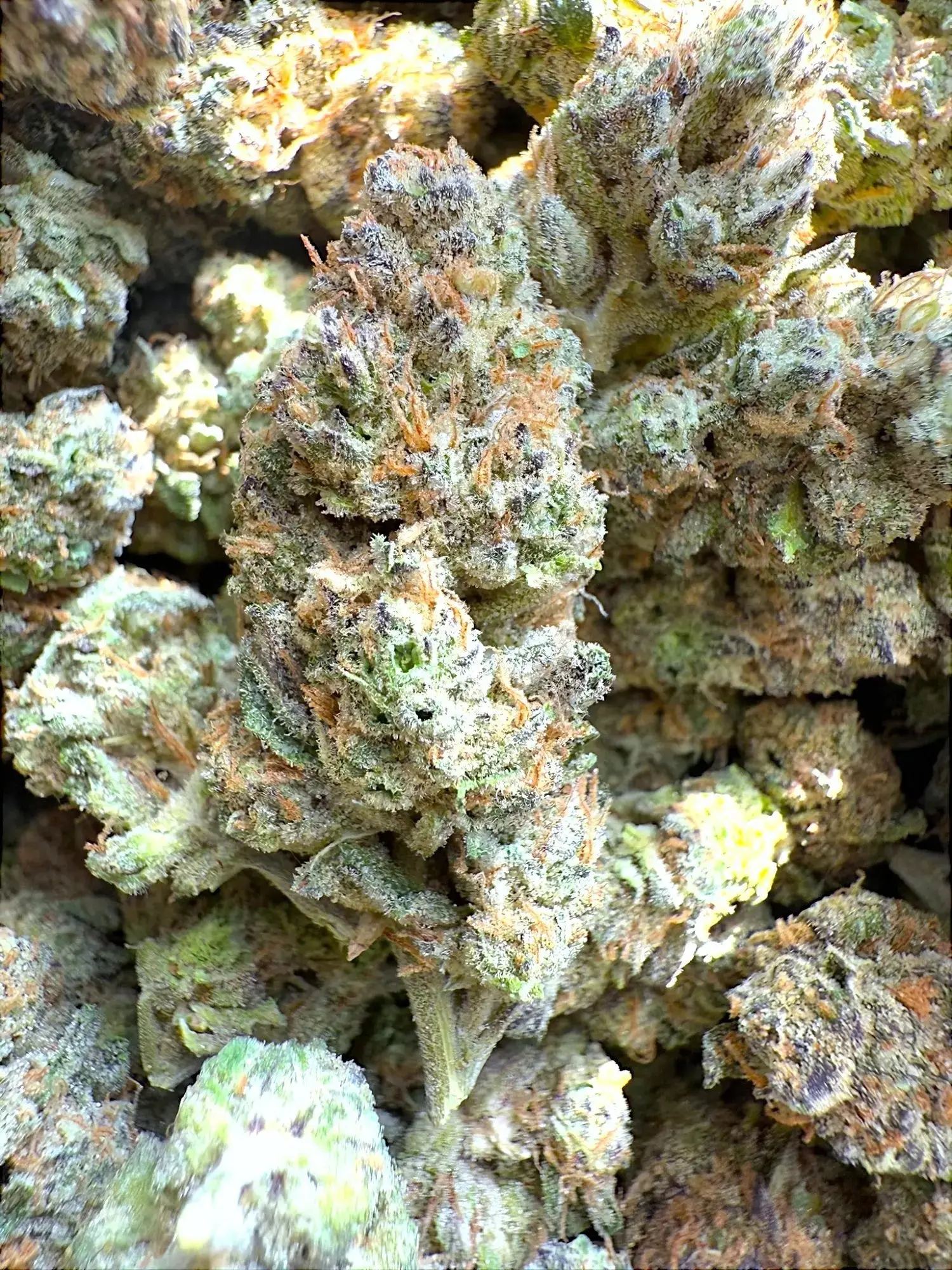 1 Pound - AAA Indoor Exotic - GovernMint Oasis THCA Strain - Image 3