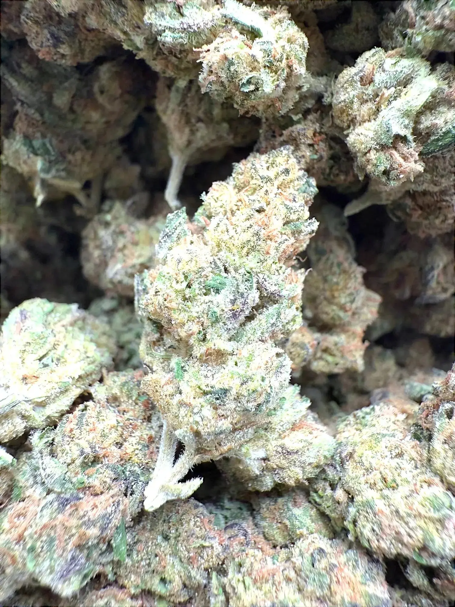 AAA Indoor Exotic - Grape Gas THCA Strain - Image 2