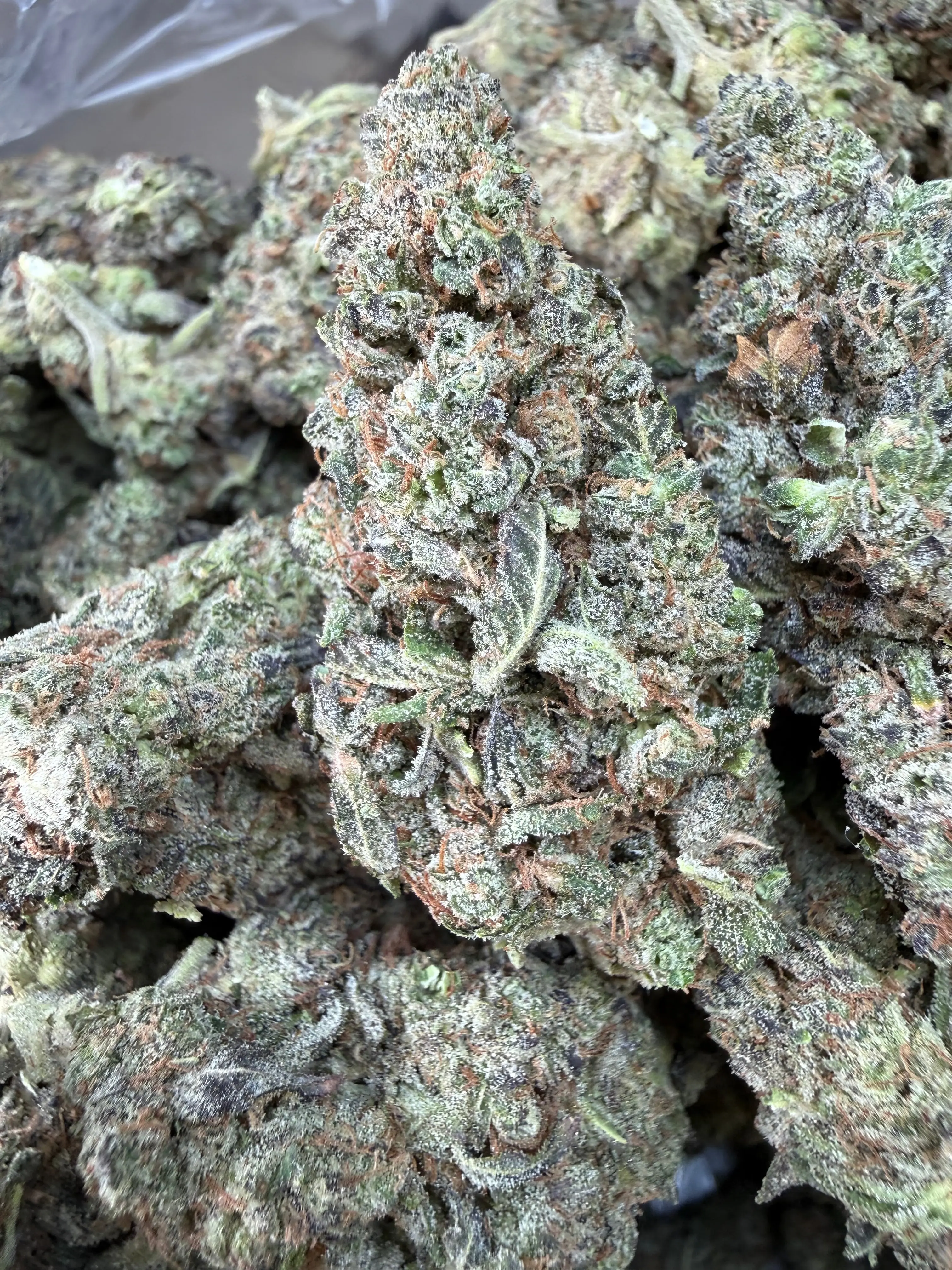 1 Pound - Bahama Mama THCA Flower