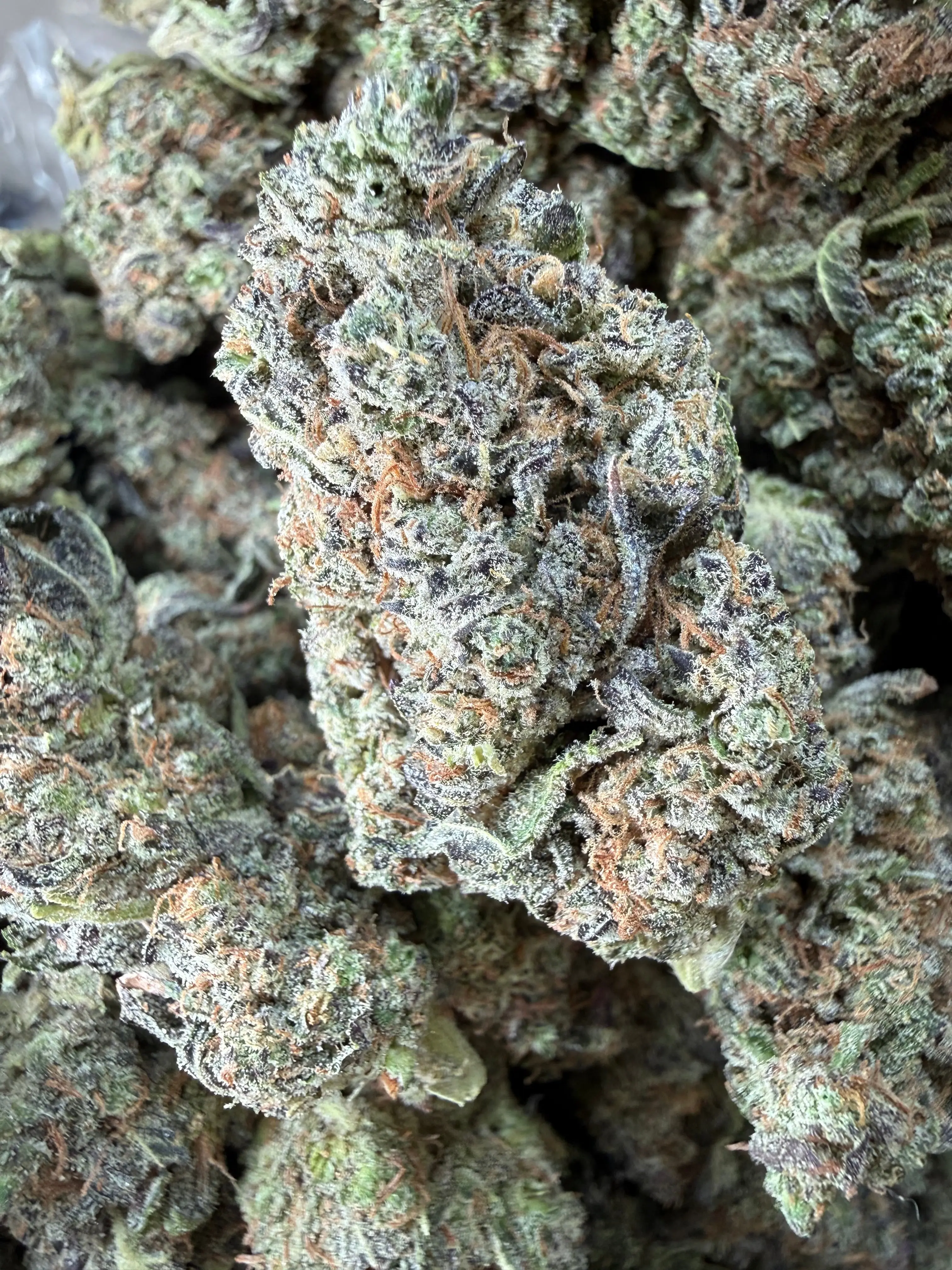 1 Pound - Bahama Mama THCA Flower - Image 2