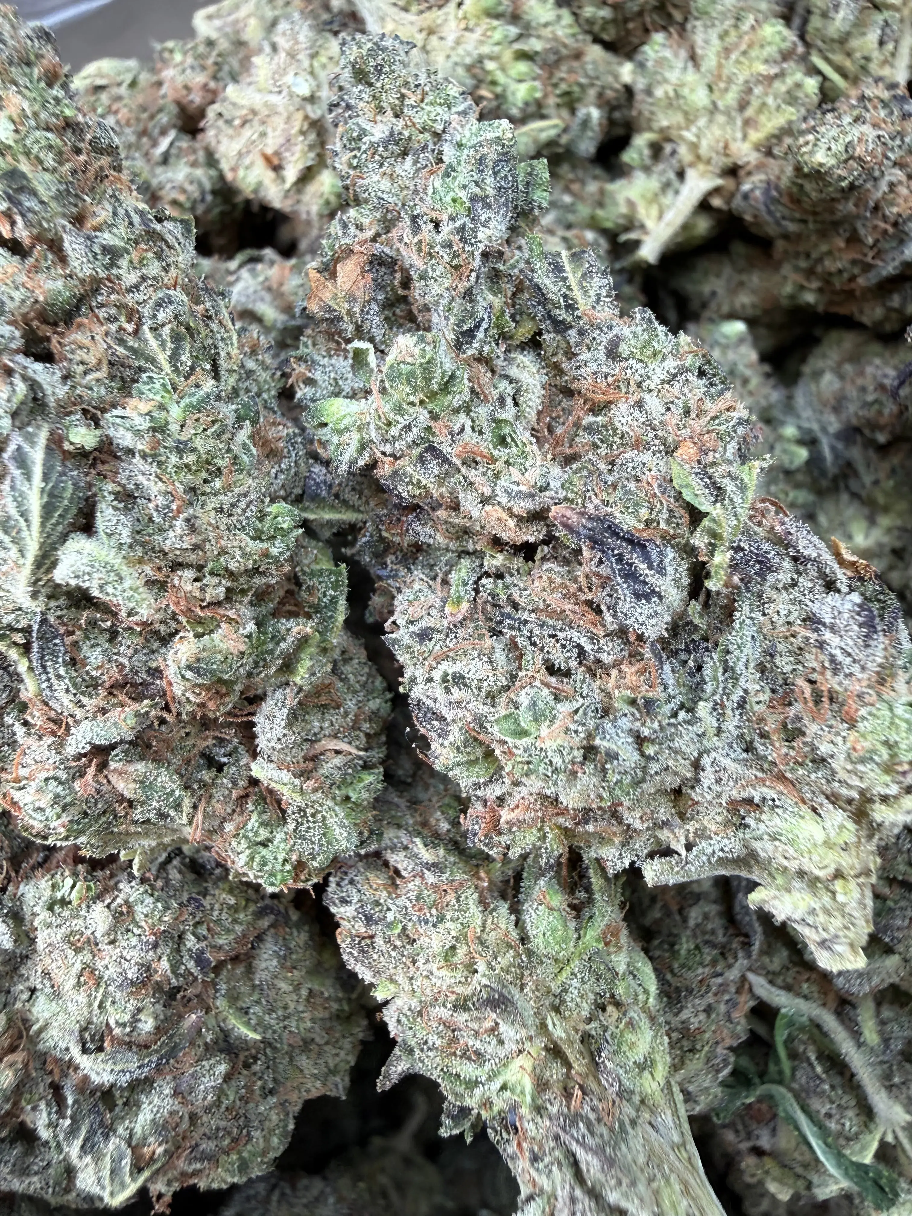 1 Pound - Bahama Mama THCA Flower - Image 3