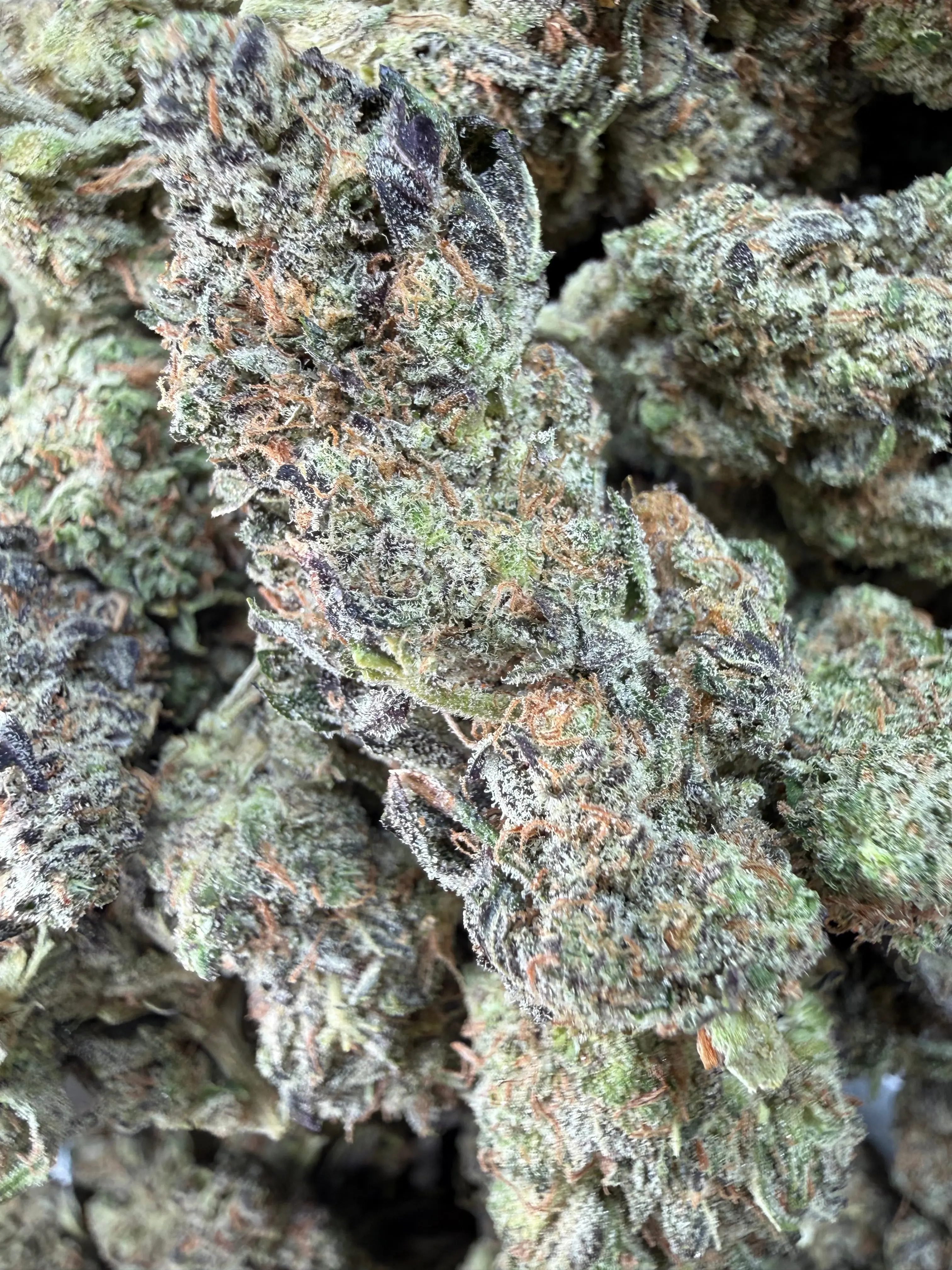 1 Pound - Bahama Mama THCA Flower - Image 4