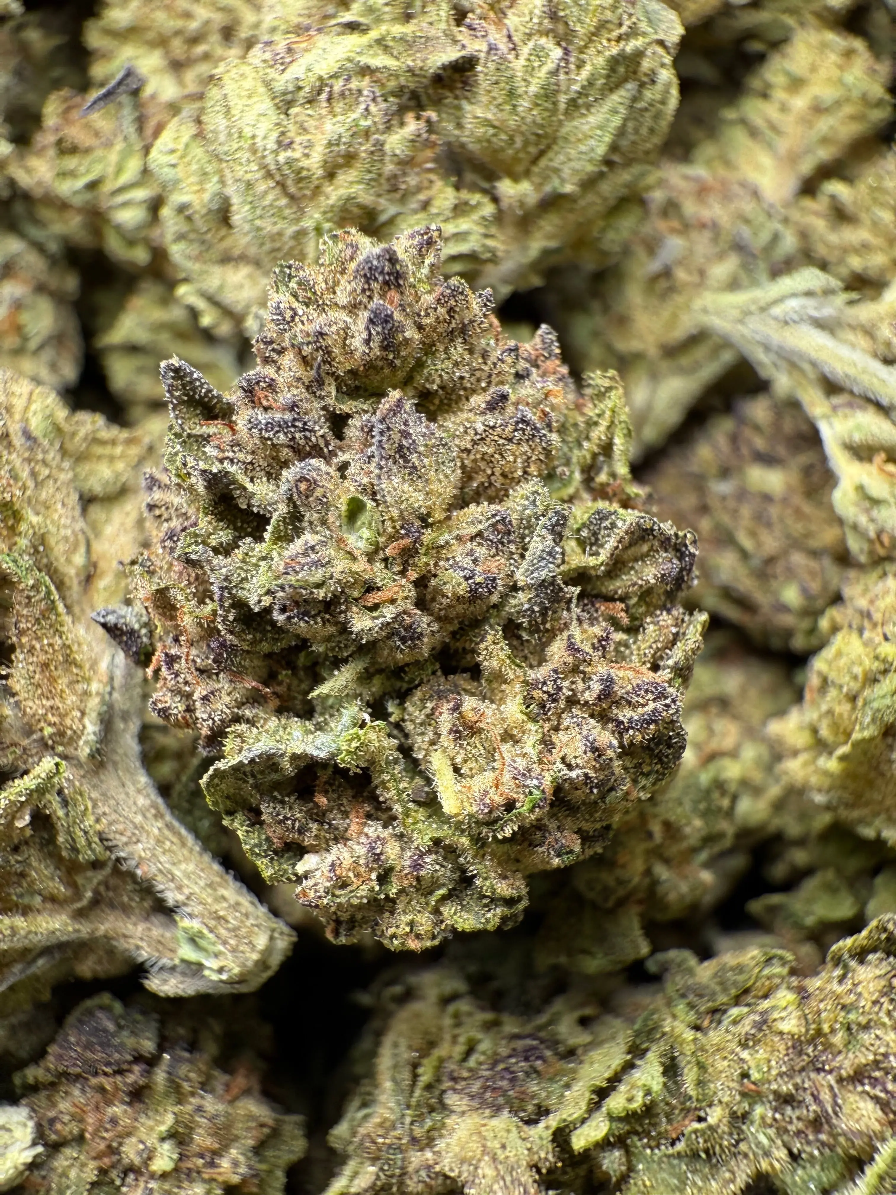 1 Pound - BCC Jealousy Strain THCA