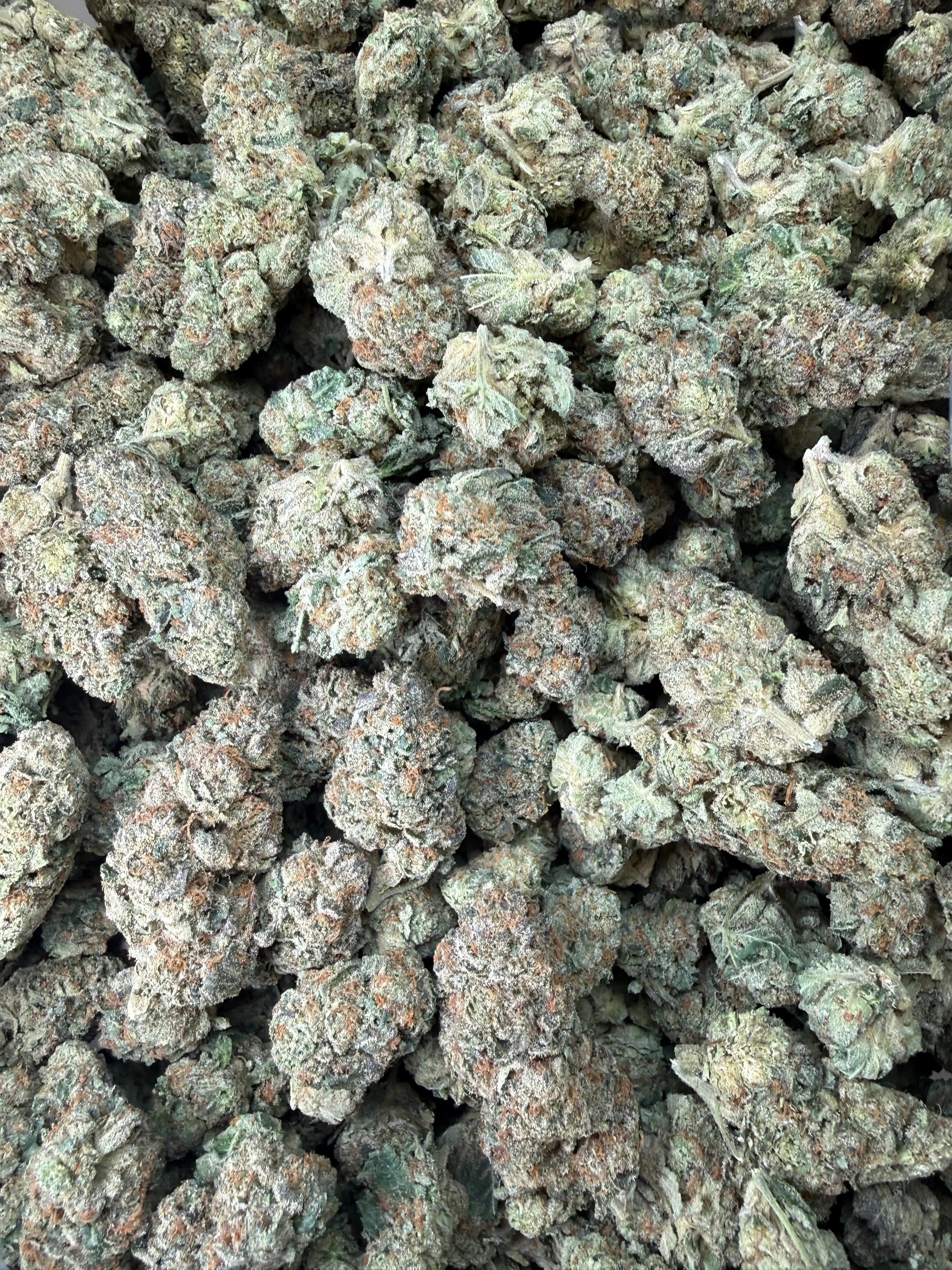 1 Pound - Cereal Milk THCA Flower - Image 5