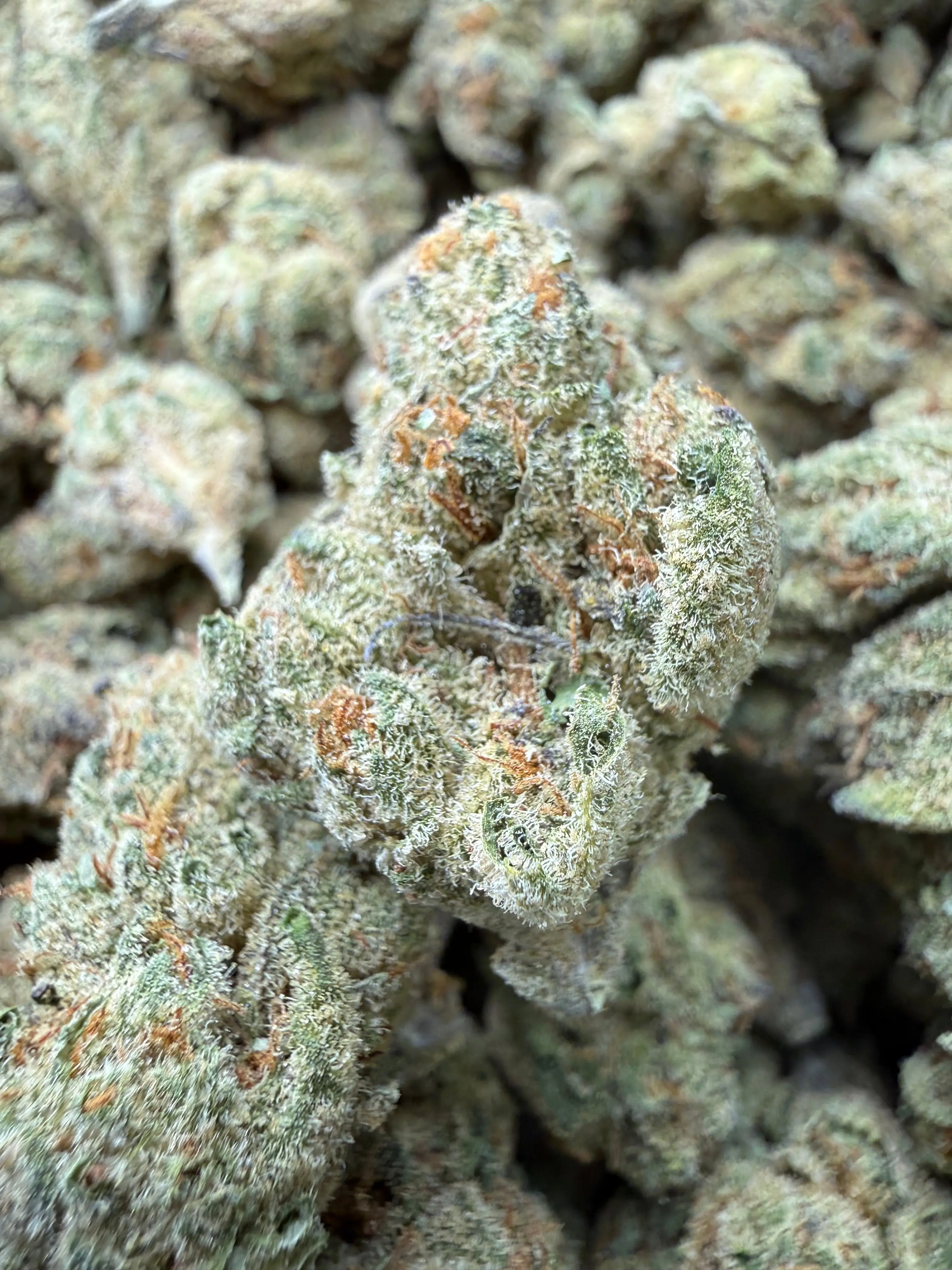 1 Pound - Cheetah Piss THCA Flower - Image 2