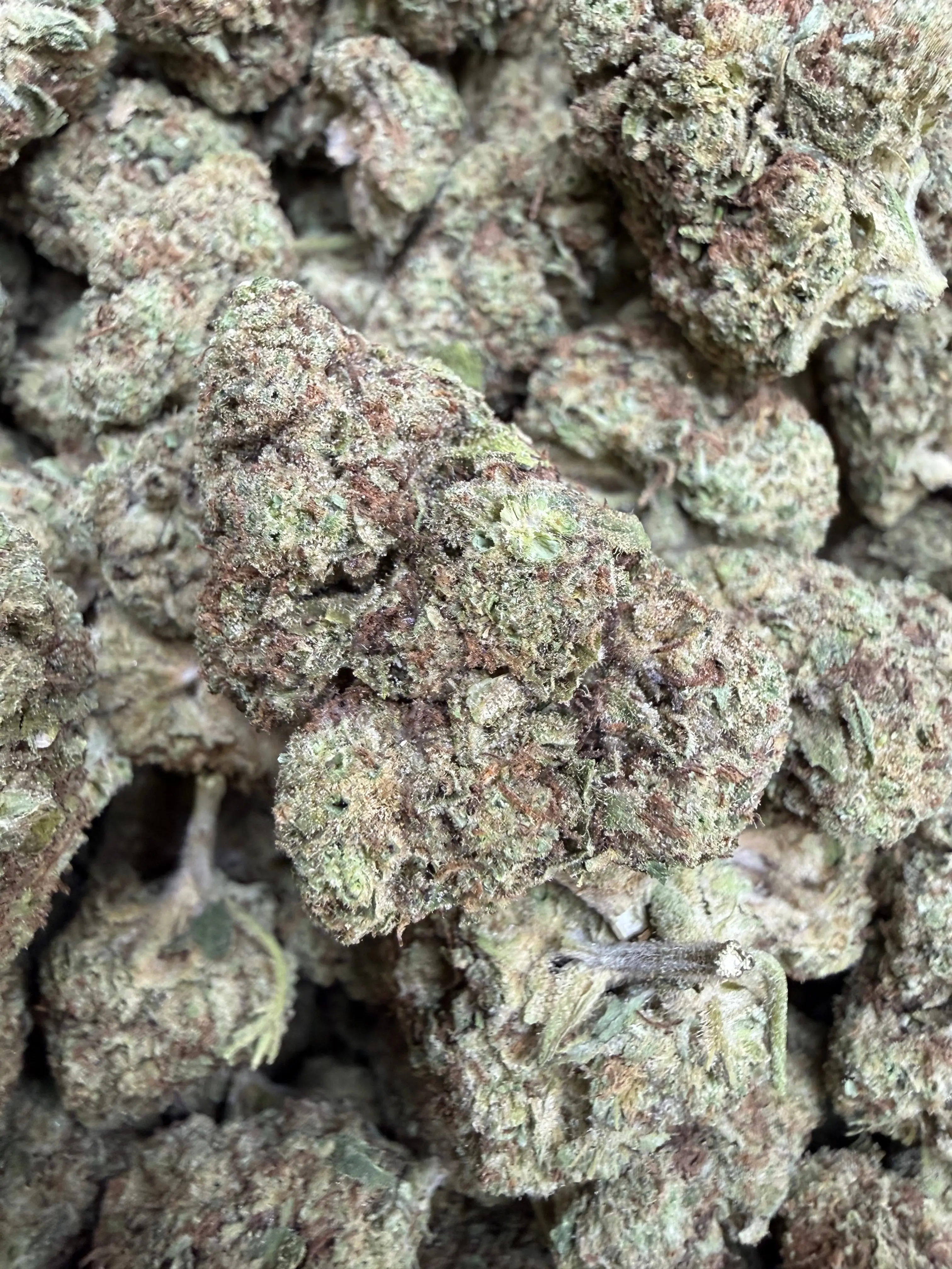 1 Pound -  Cream Pop Punch Flower - Image 4