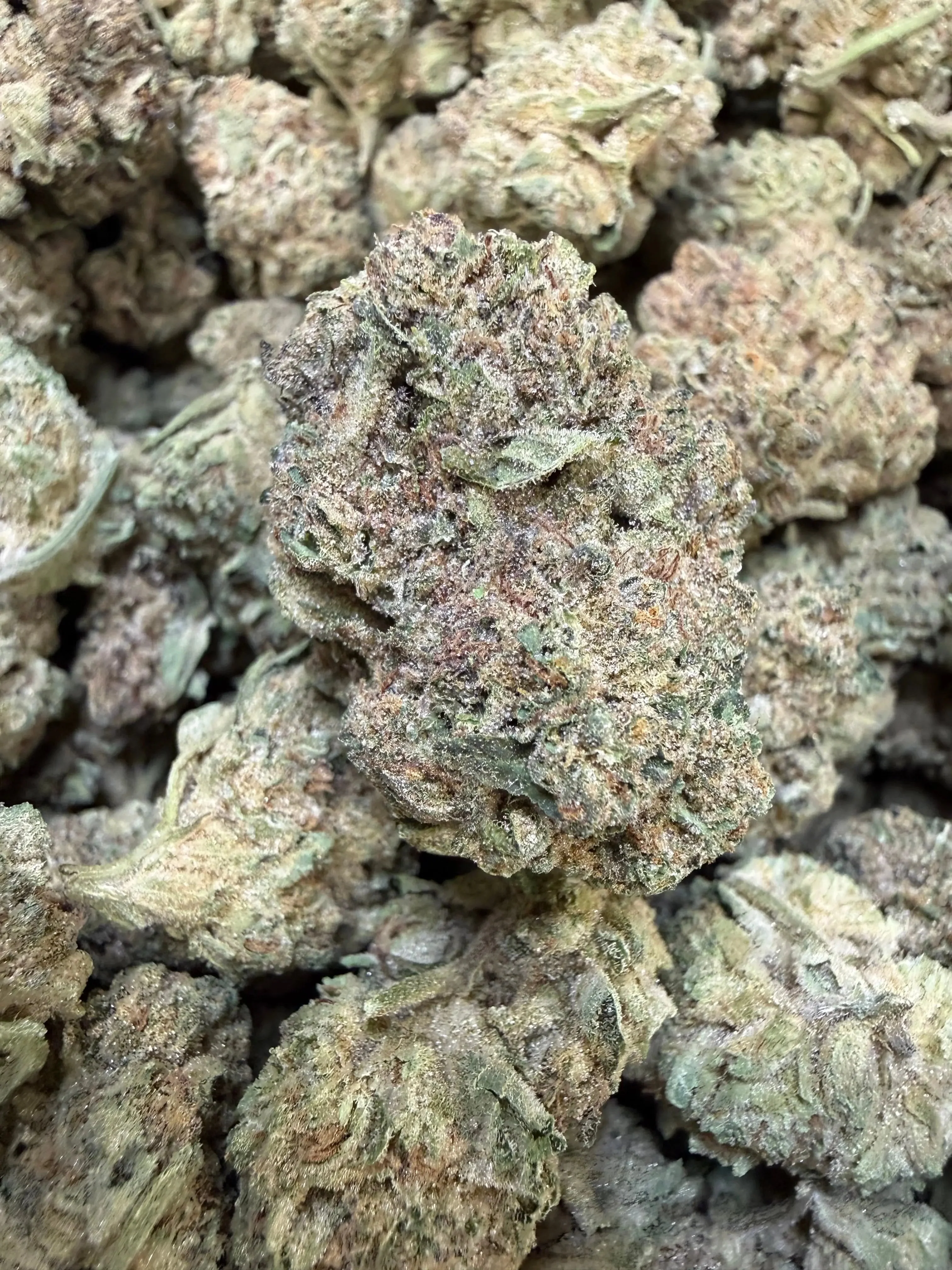 1 Pound - Cyro Cookies THCA Strain