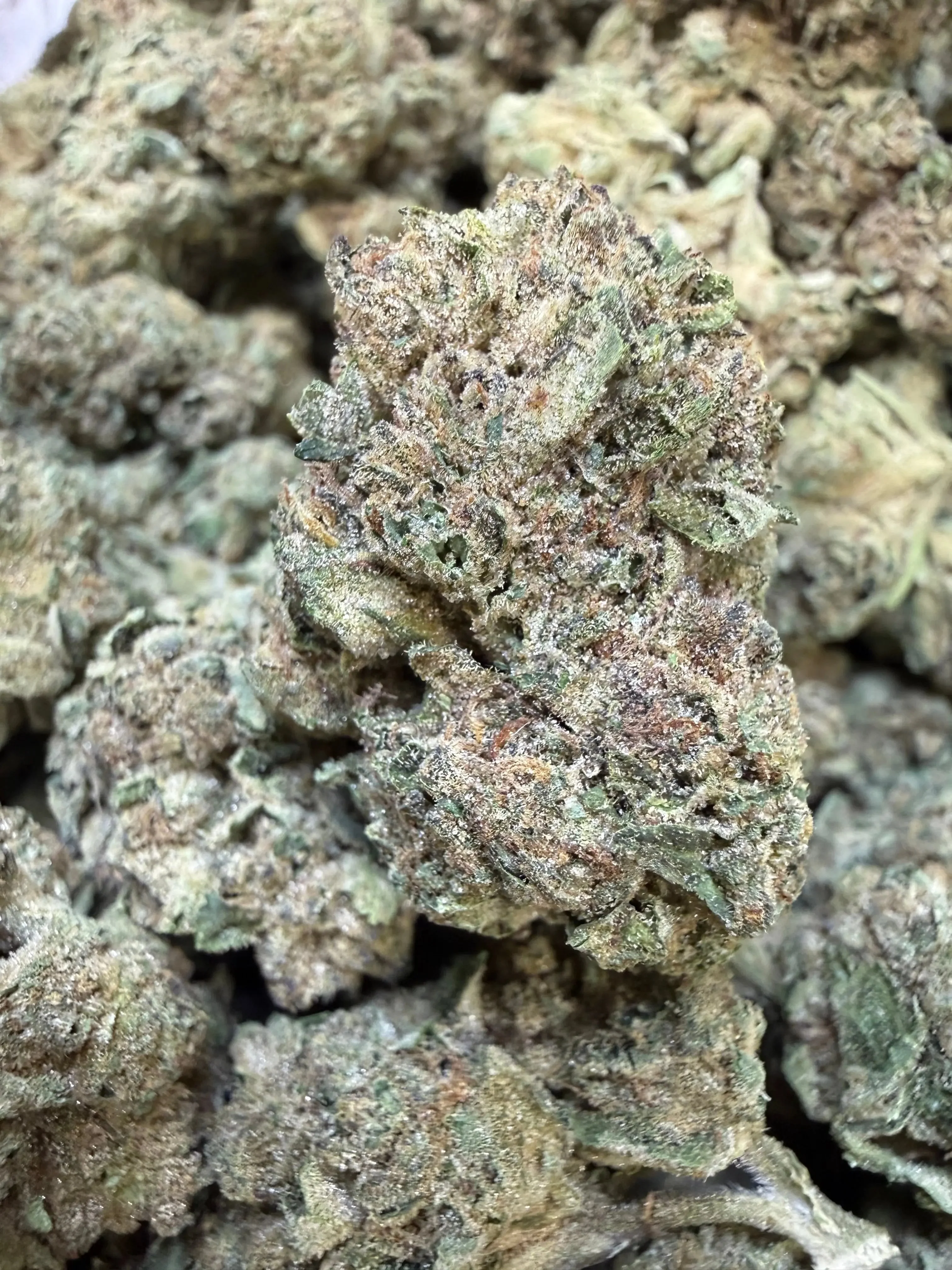 1 Pound - Cyro Cookies THCA Strain - Image 2