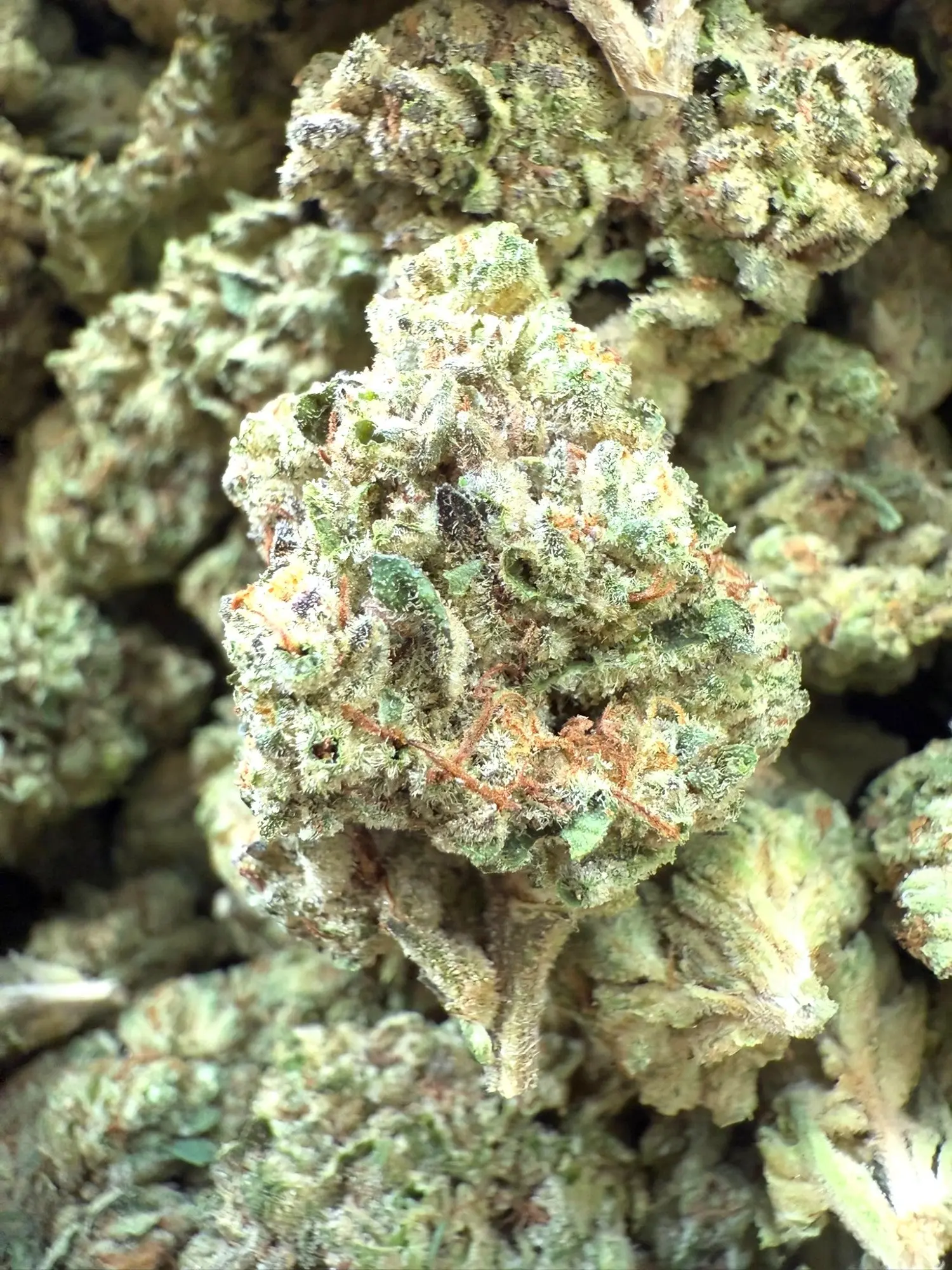 1 Pound - Exotic - Cheetah Piss x SFV THCA Strain