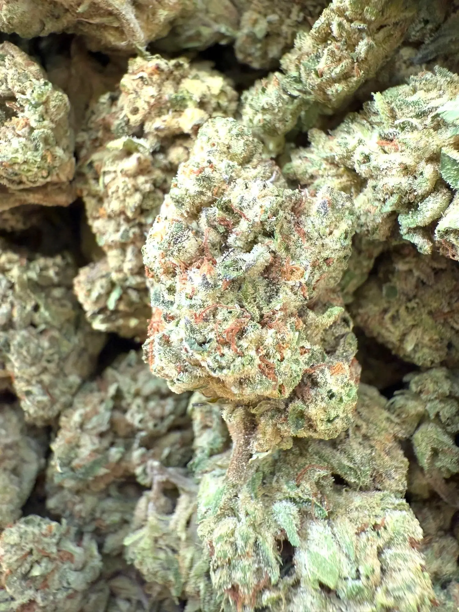 1 Pound - Exotic - Cheetah Piss x SFV THCA Strain - Image 2