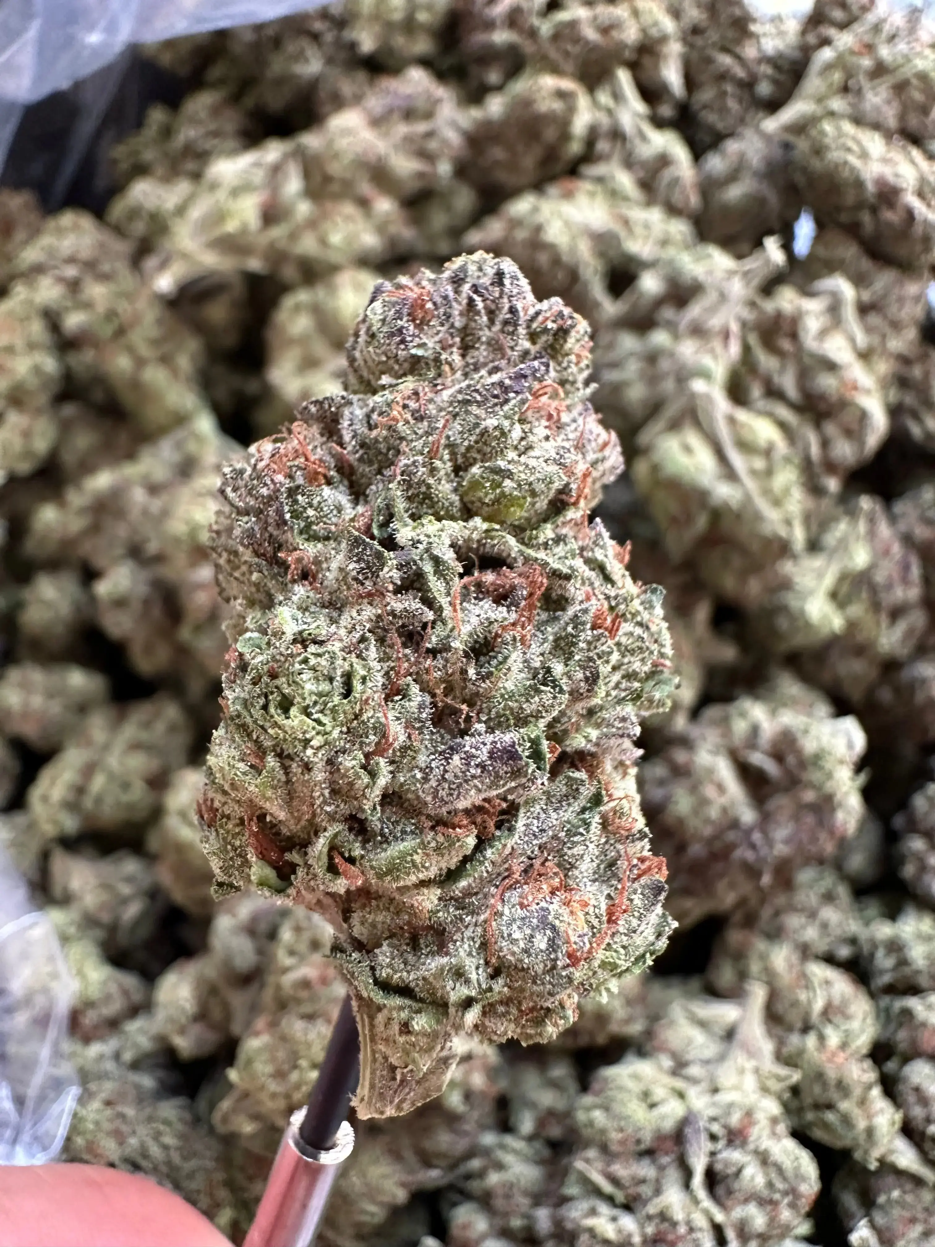 1 Pound - Exotic Jelly Zonut THCA Strain - Image 2