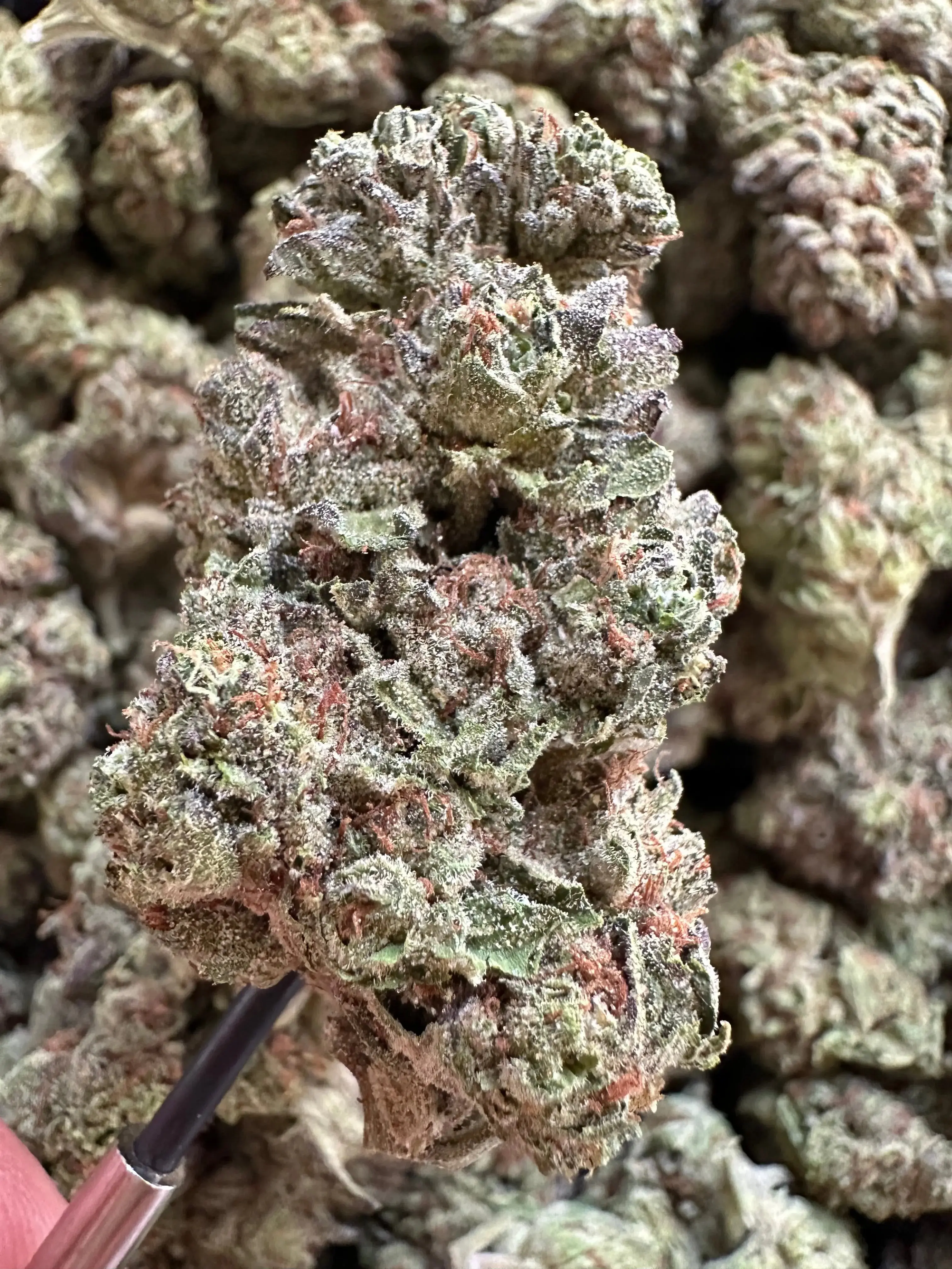 1 Pound - Exotic Jelly Zonut THCA Strain - Image 4