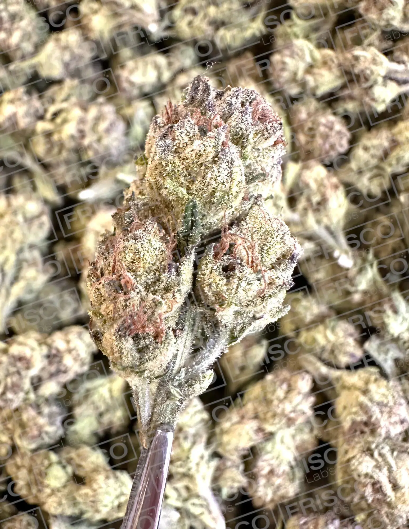 1 Pound - Exotic Lemon Cherry Pie THCA Strain - Image 2