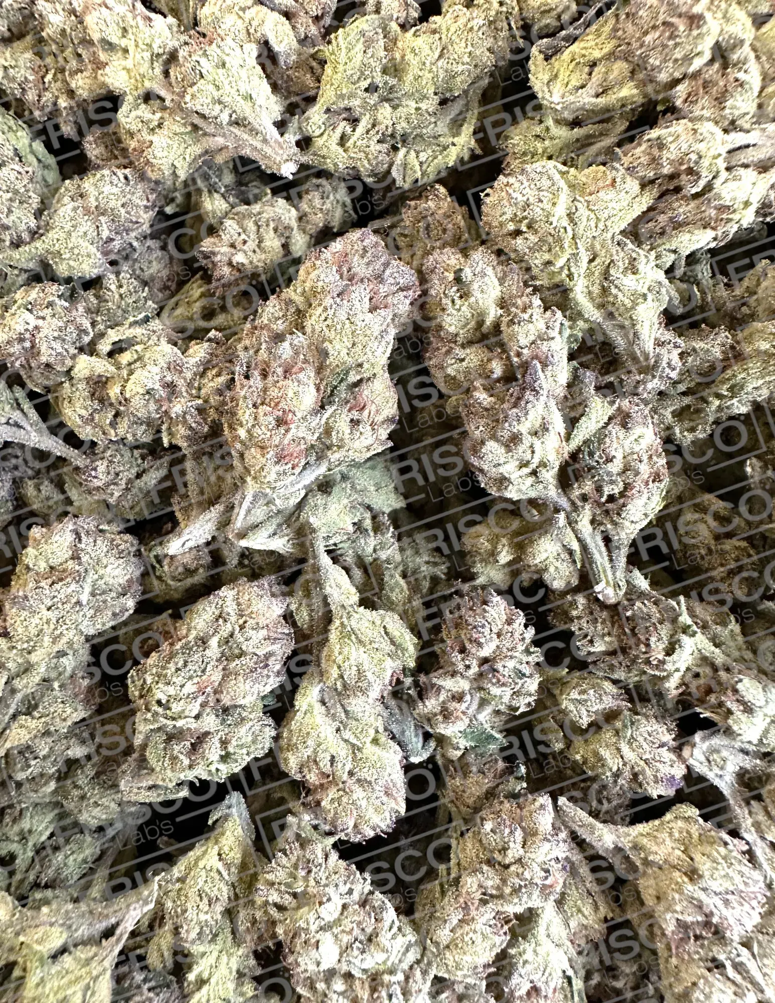 1 Pound - Exotic Lemon Cherry Pie THCA Strain - Image 3