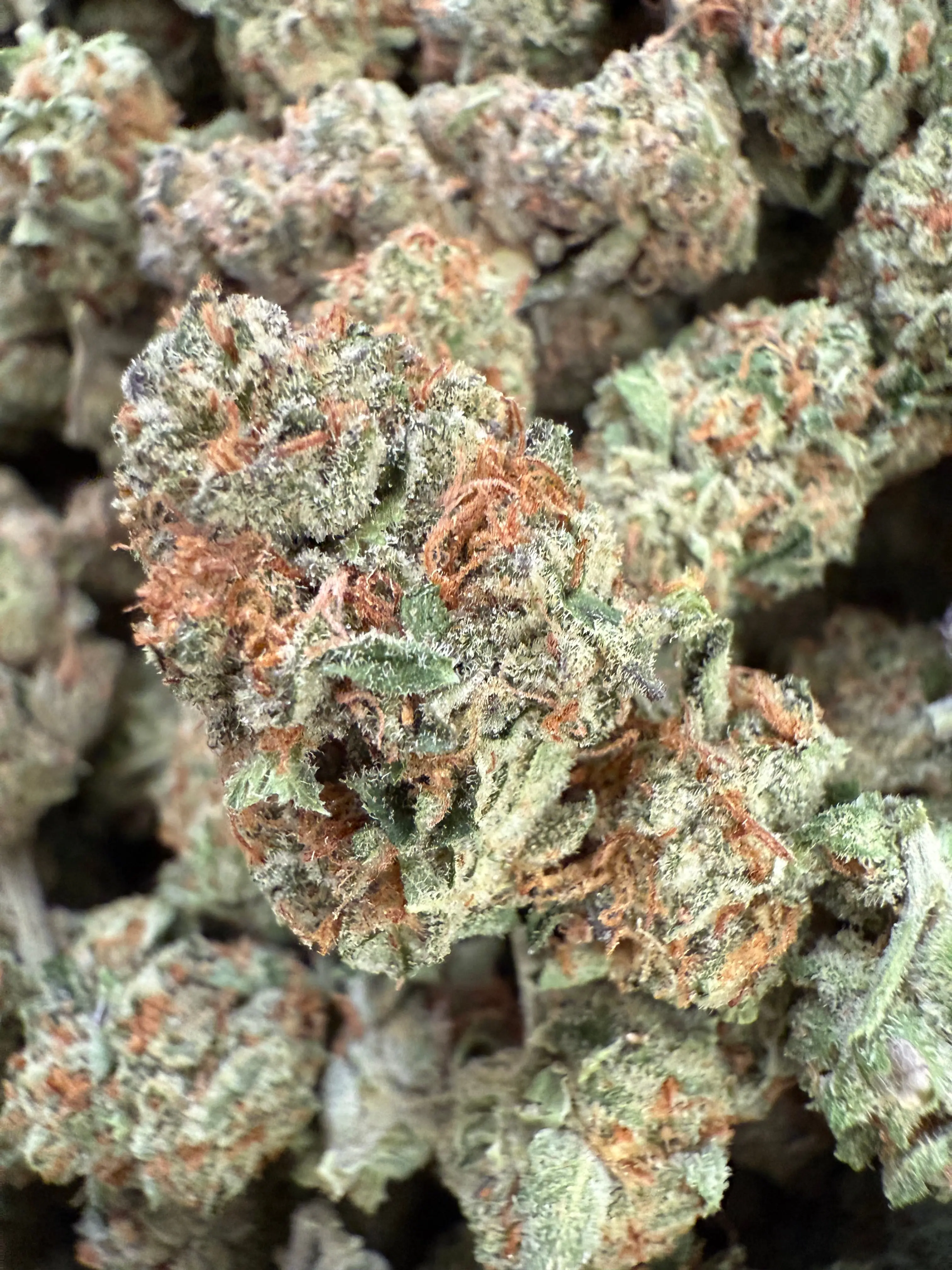 1 Pound - Gush Mintz THCA (Med)