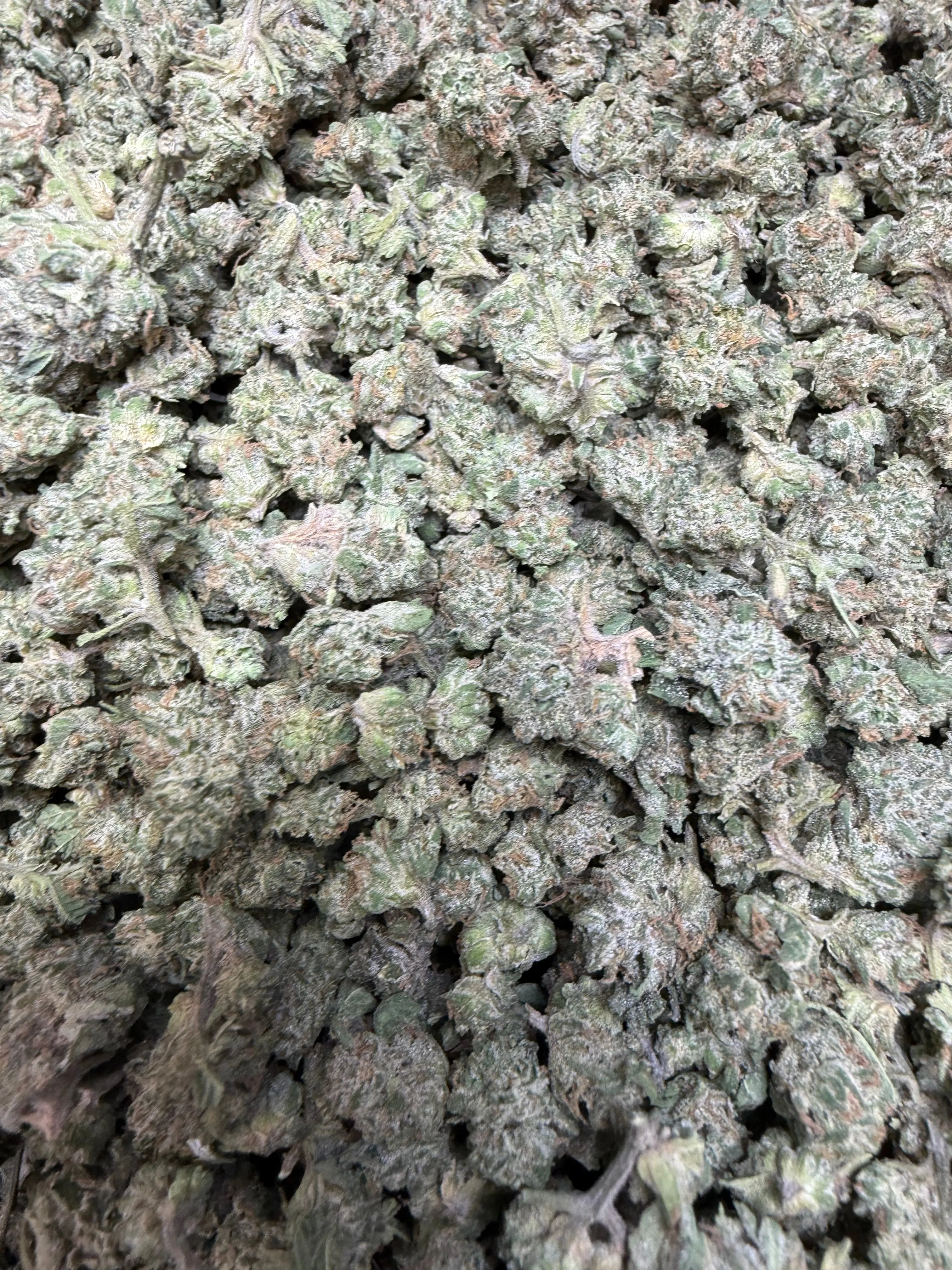 1 Pound - Kings Blend #17 THCA Strain (Small) - Image 3
