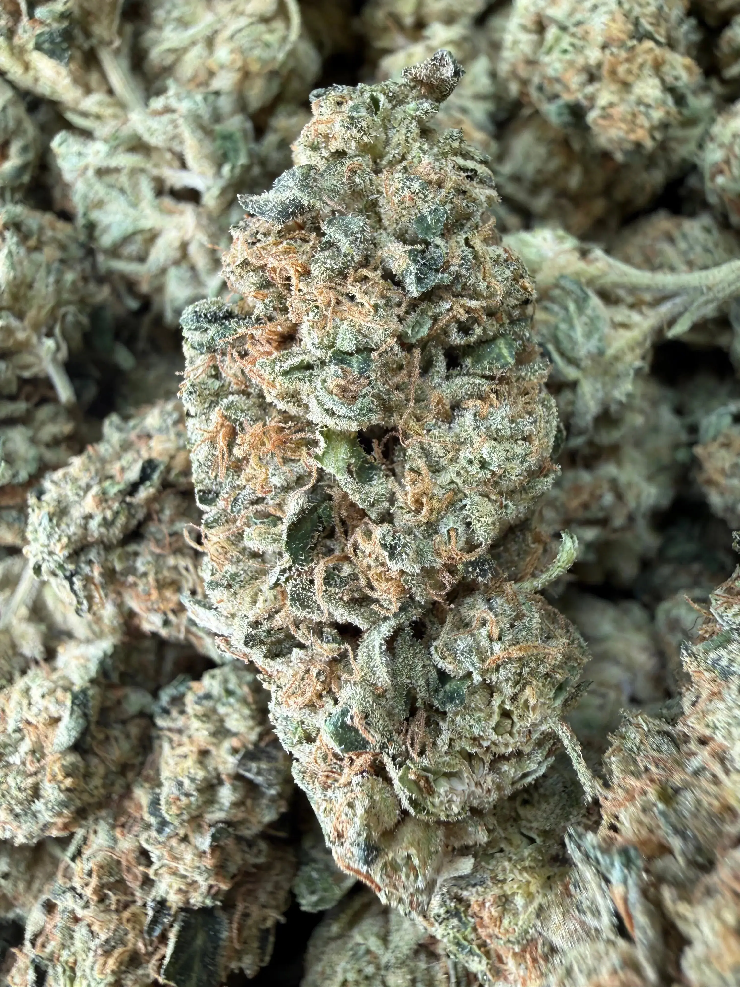 1 Pound - LA Confidential THCA Flower - Image 4