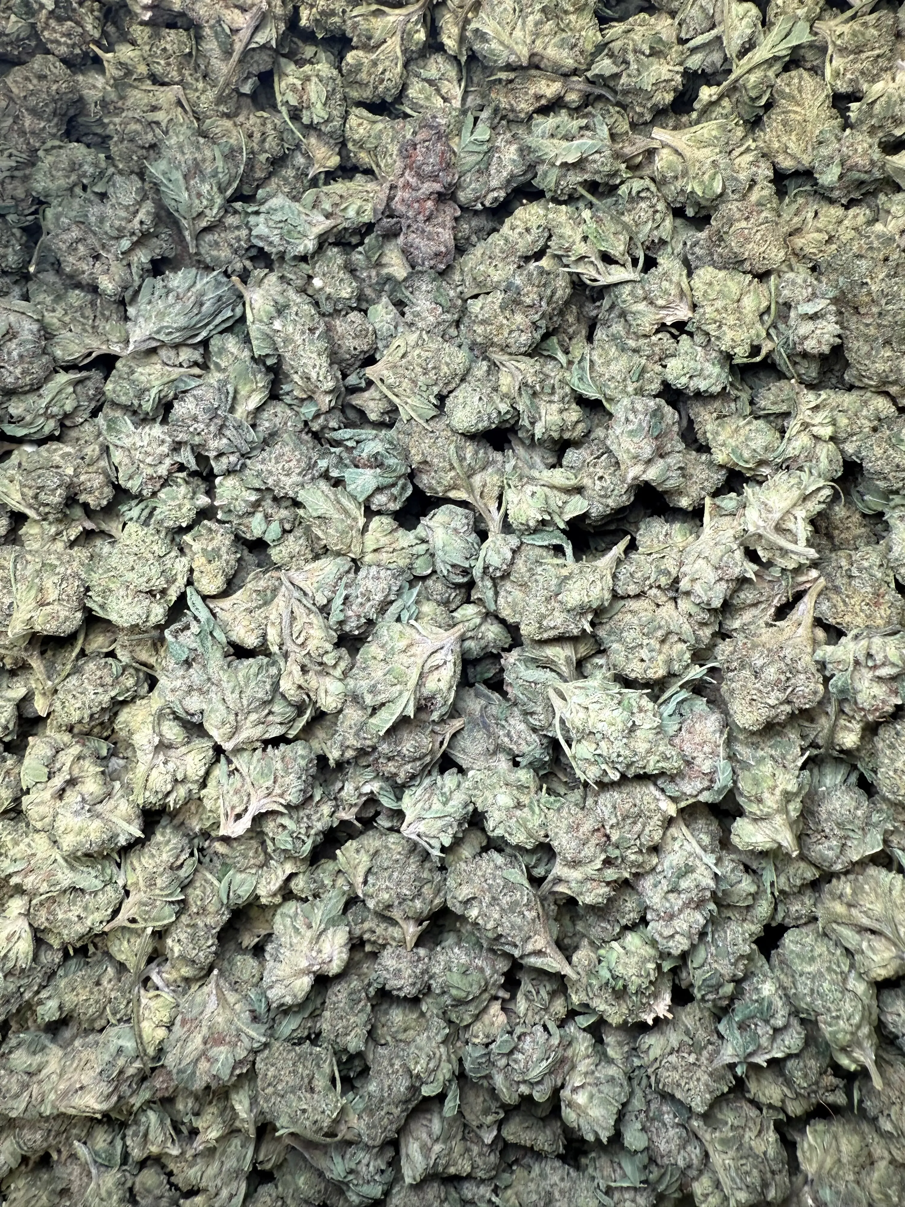 1 Pound - Legend OG THCA Strain (Smalls) - Image 5