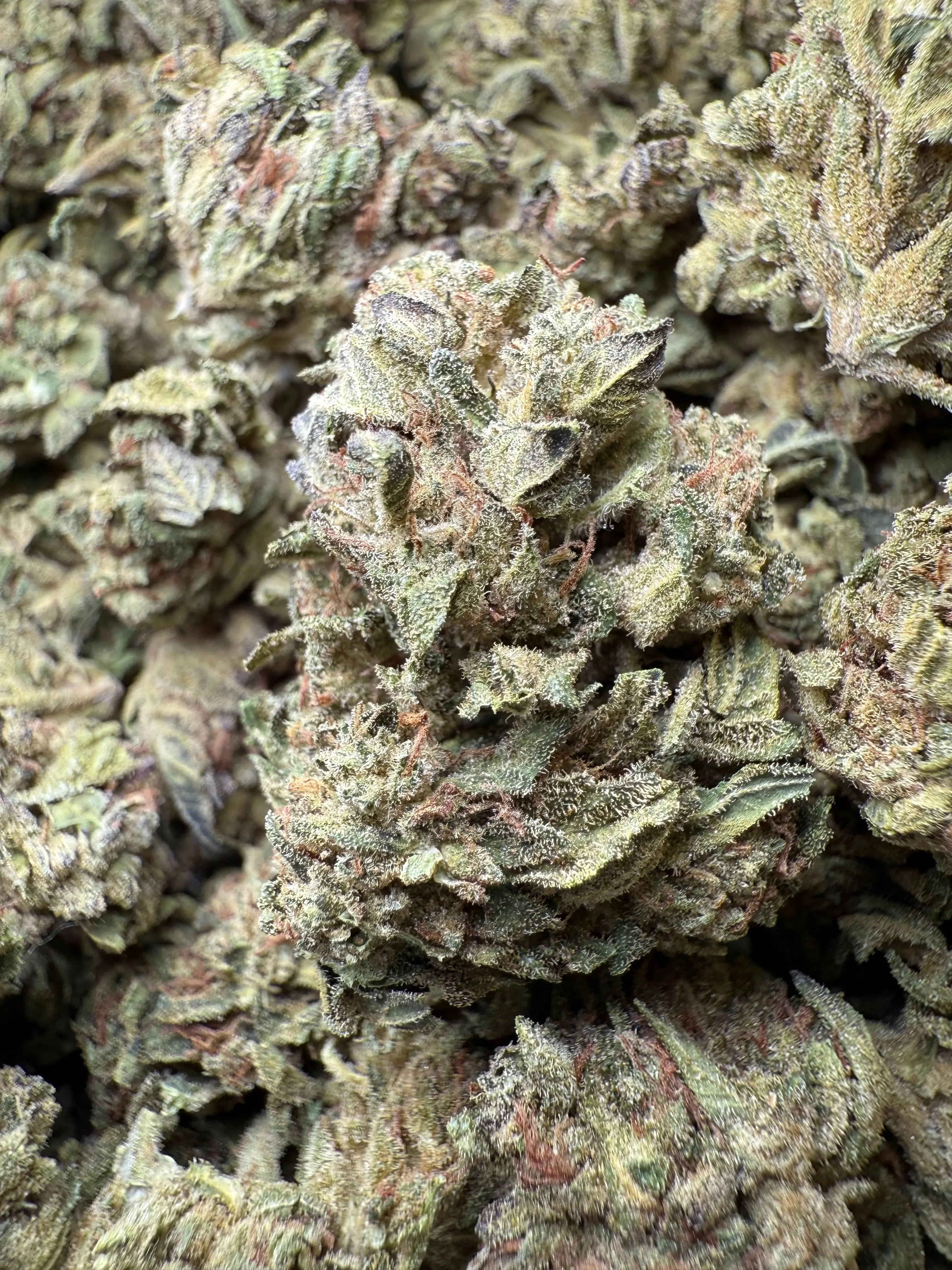 1 Pound - Lemon Cherry Gelato X Wedding Cake THCA
