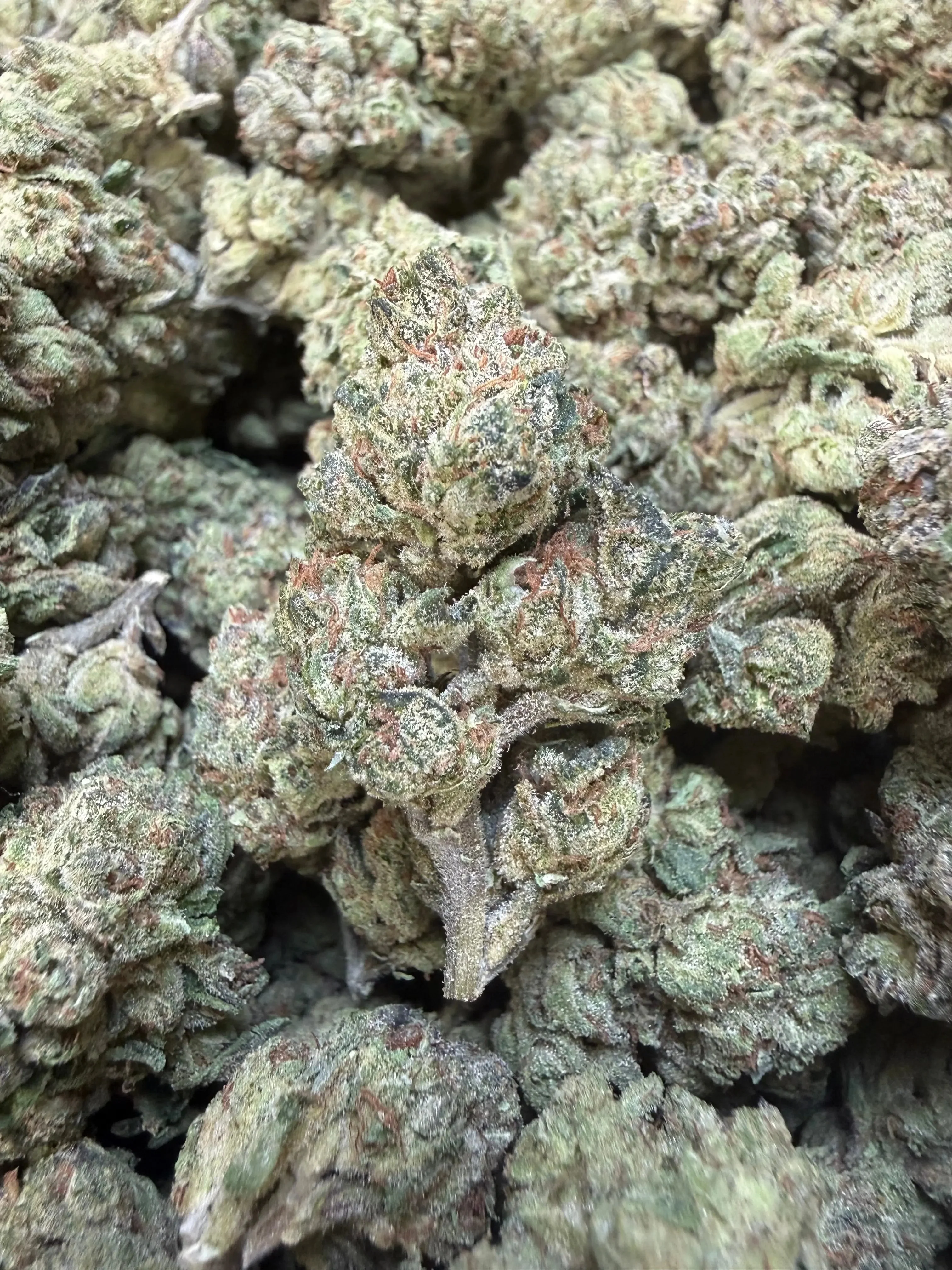 1 Pound - Sherb Popz THCA Strain