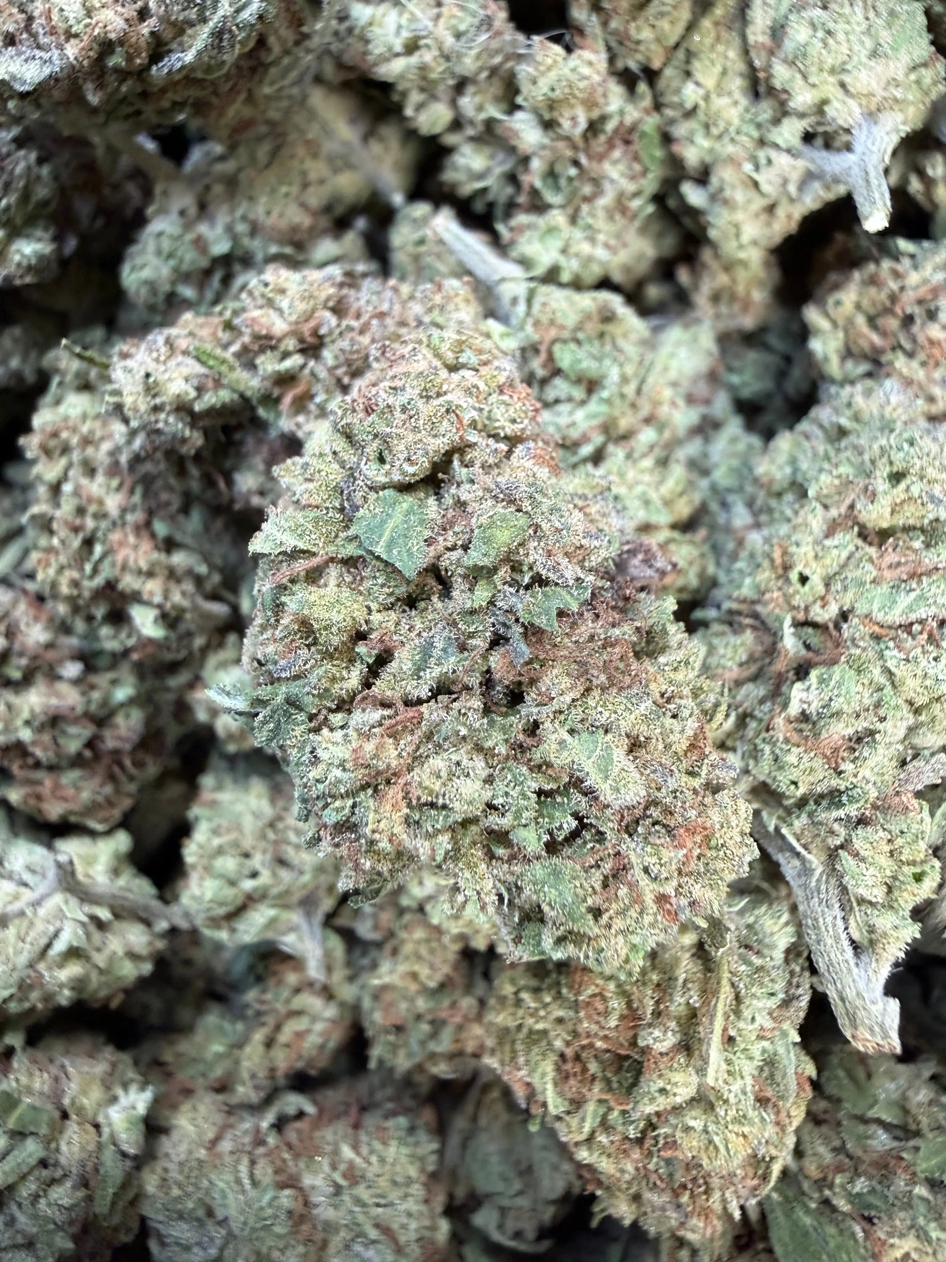 1 Pound of Garlic Cookies THCA Flower - Image 3