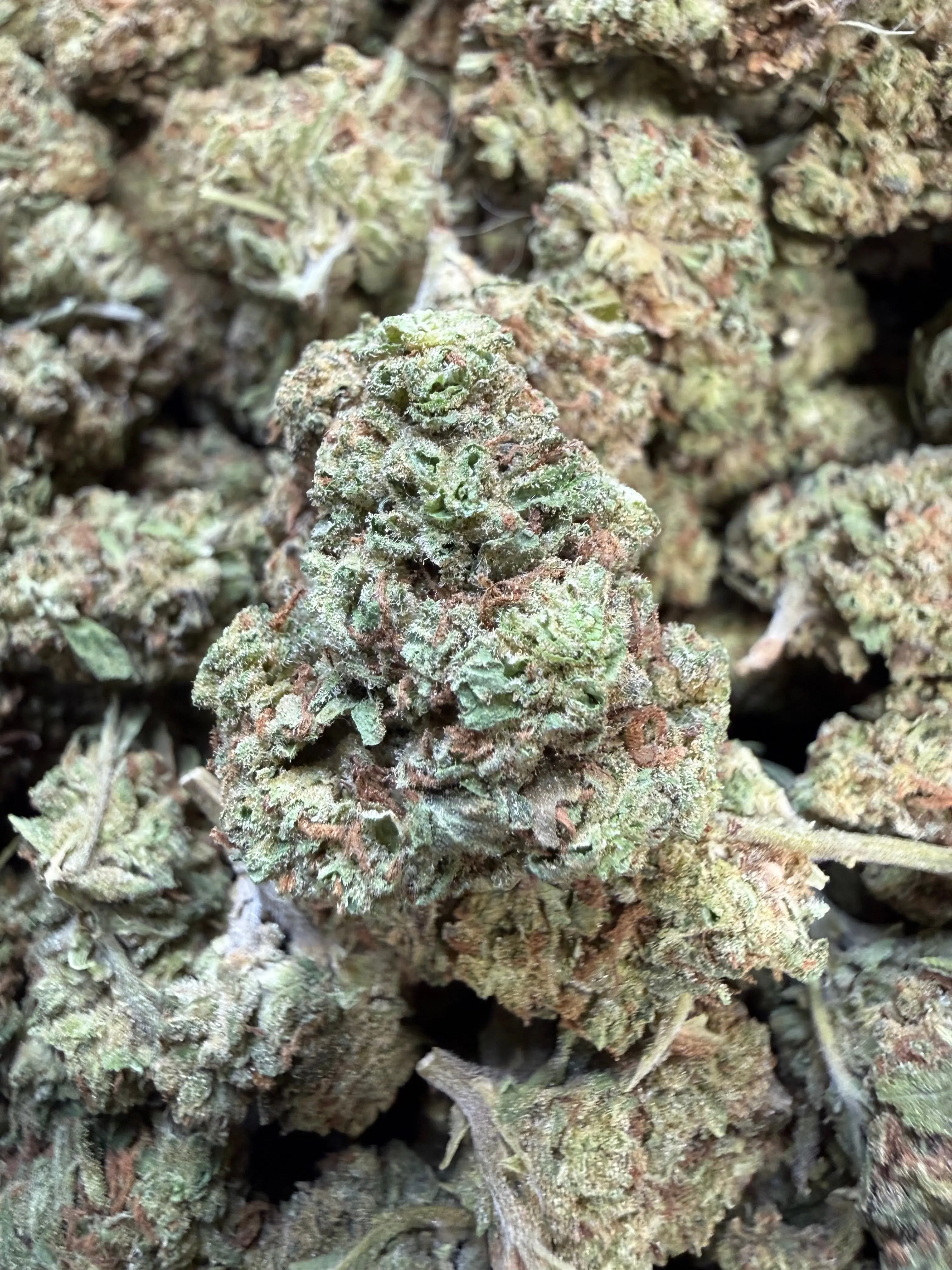 1 Pound of Garlic Cookies THCA Flower - Image 4