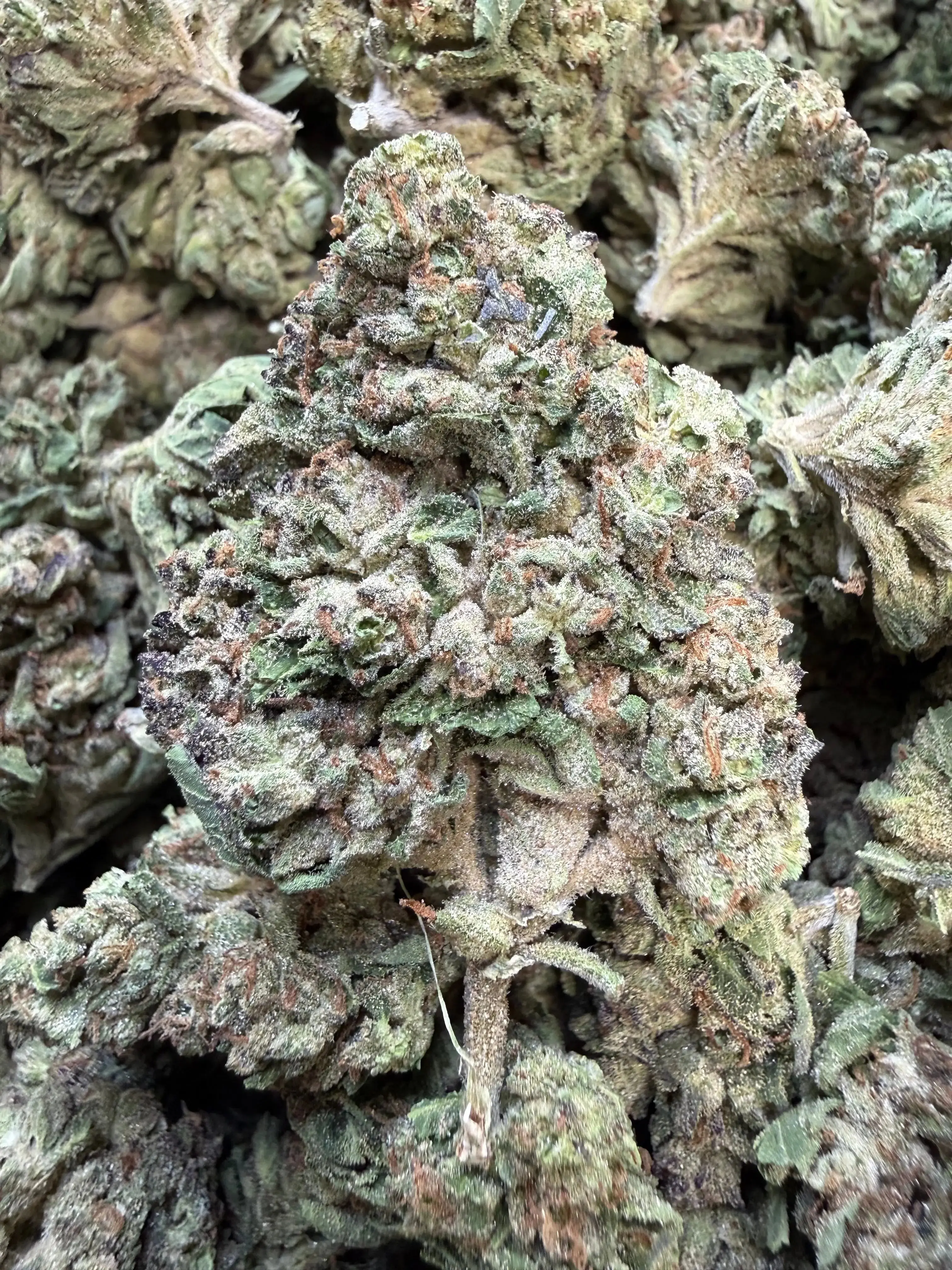 1 Pound - Pink Rozay THCA Flower