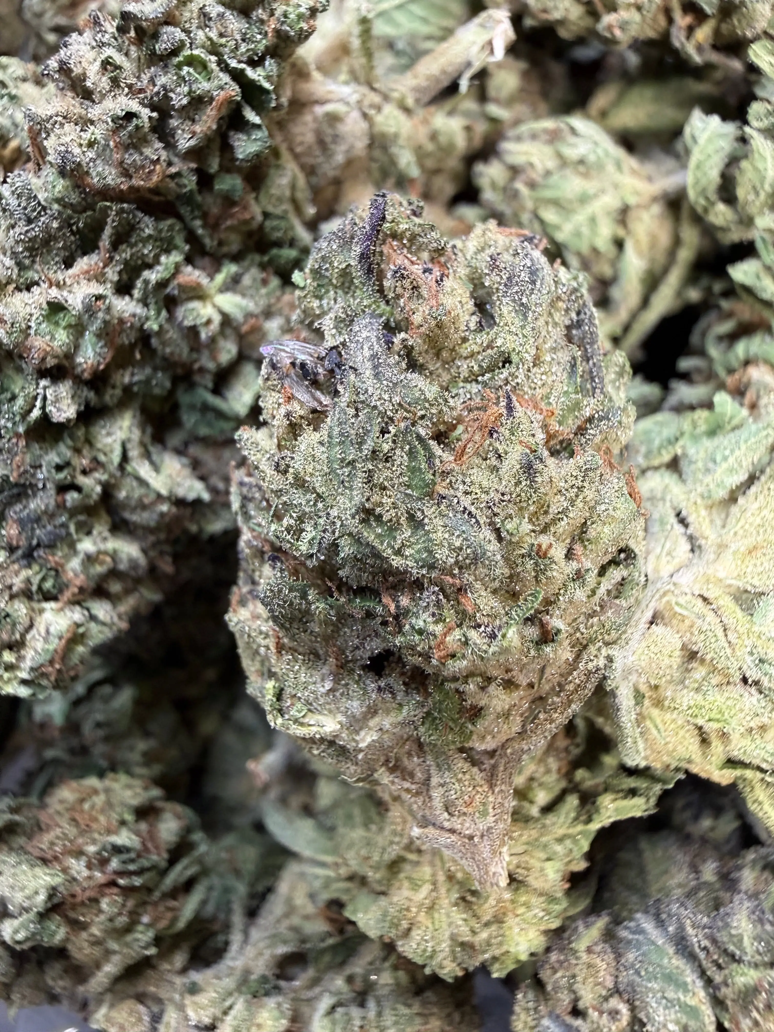 1 Pound - Pink Rozay THCA Flower - Image 4