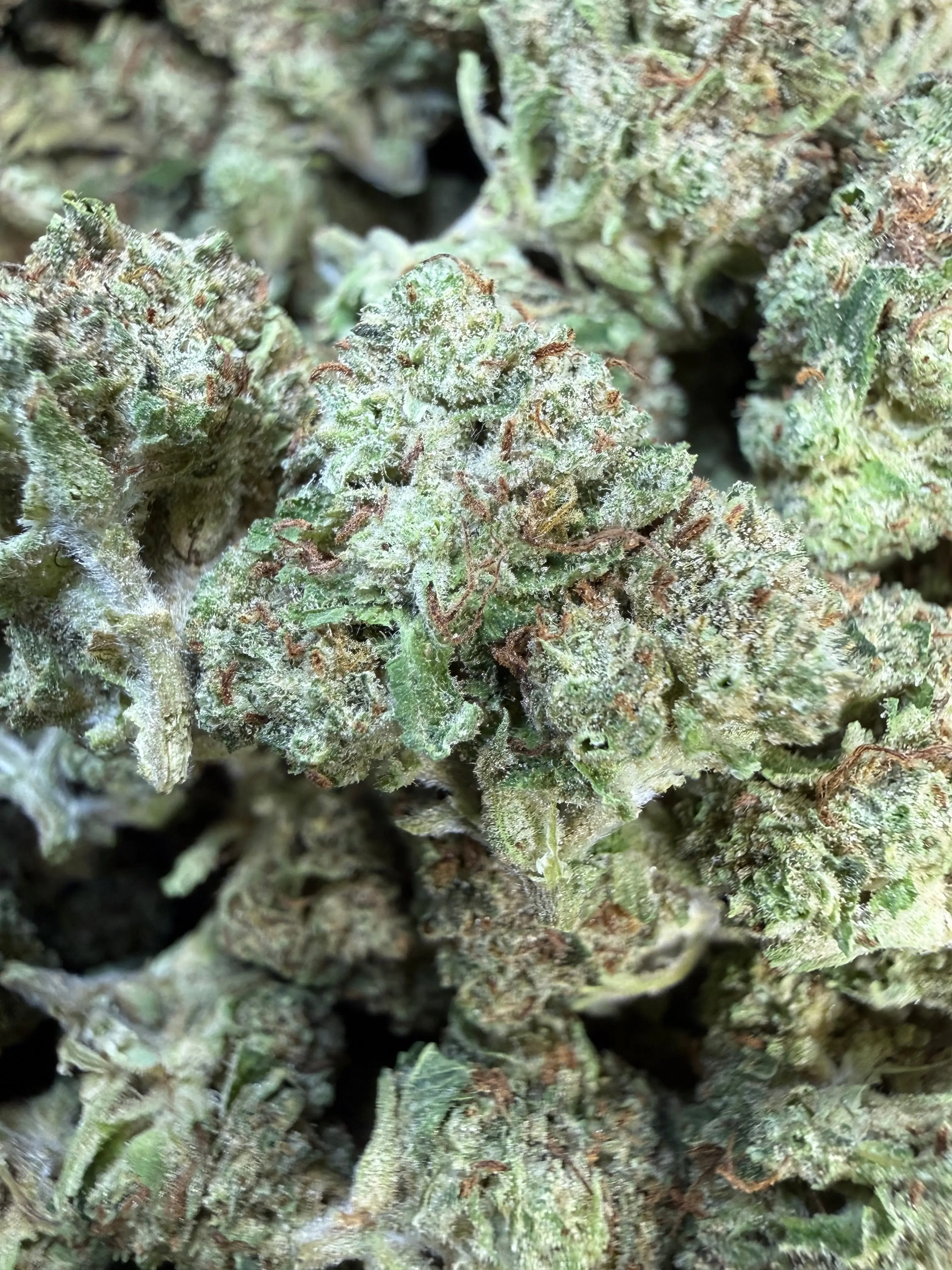 1 Pound Pistachio Creme THCA Flower - Image 3