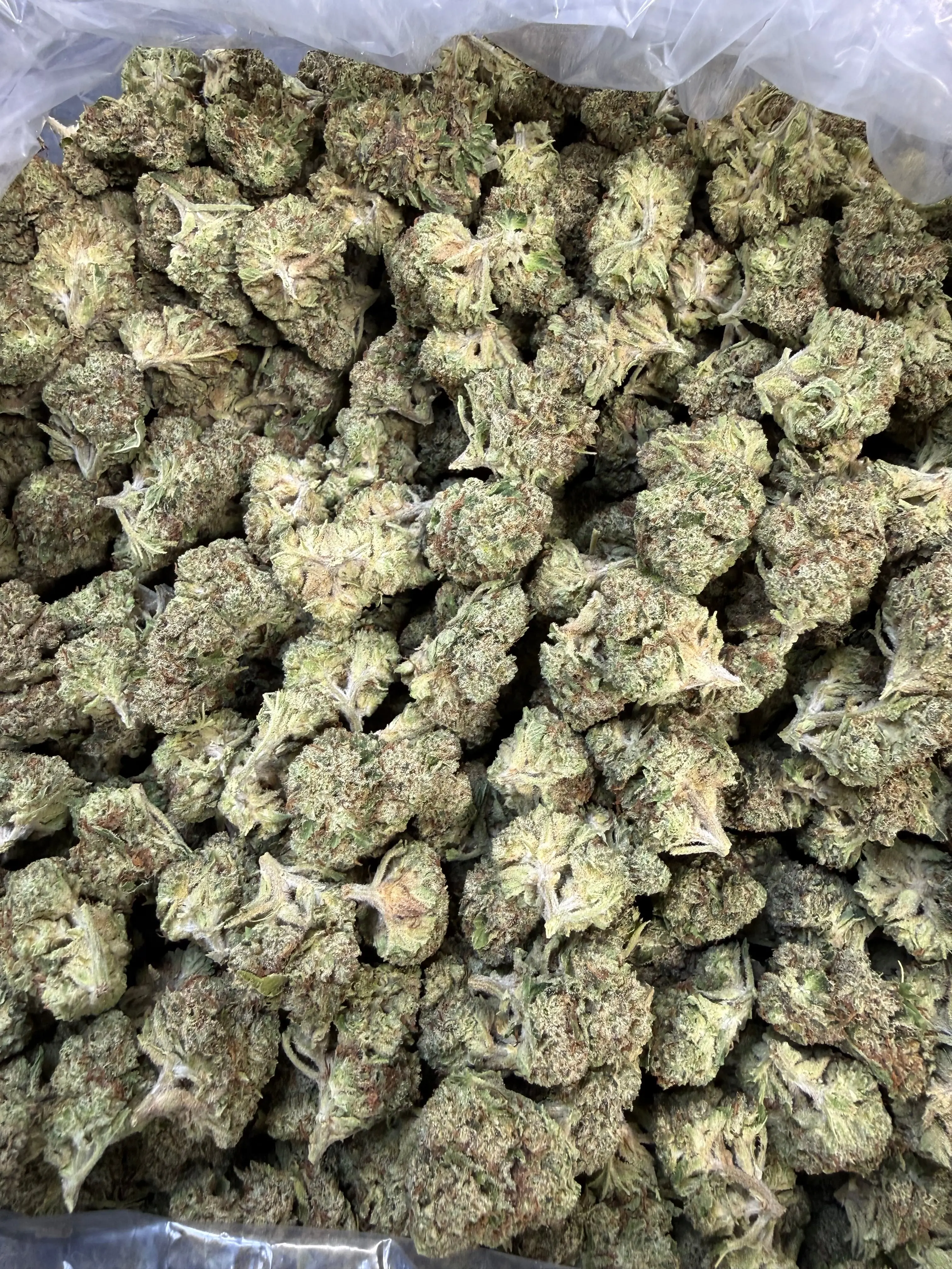 1 Pound Pistachio Creme THCA Flower - Image 5