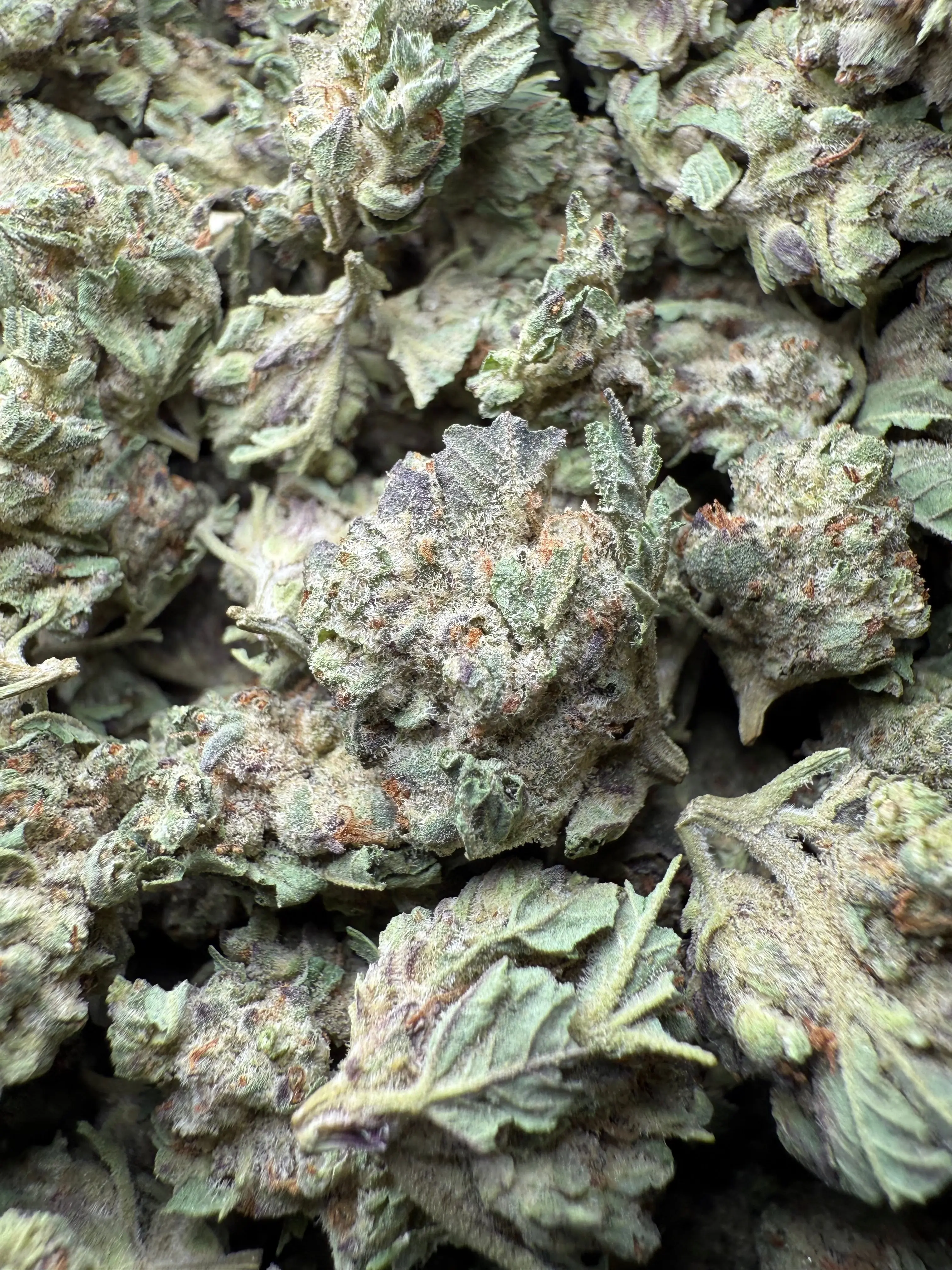1 Pound - Purple Haze THCA Strain (Small)