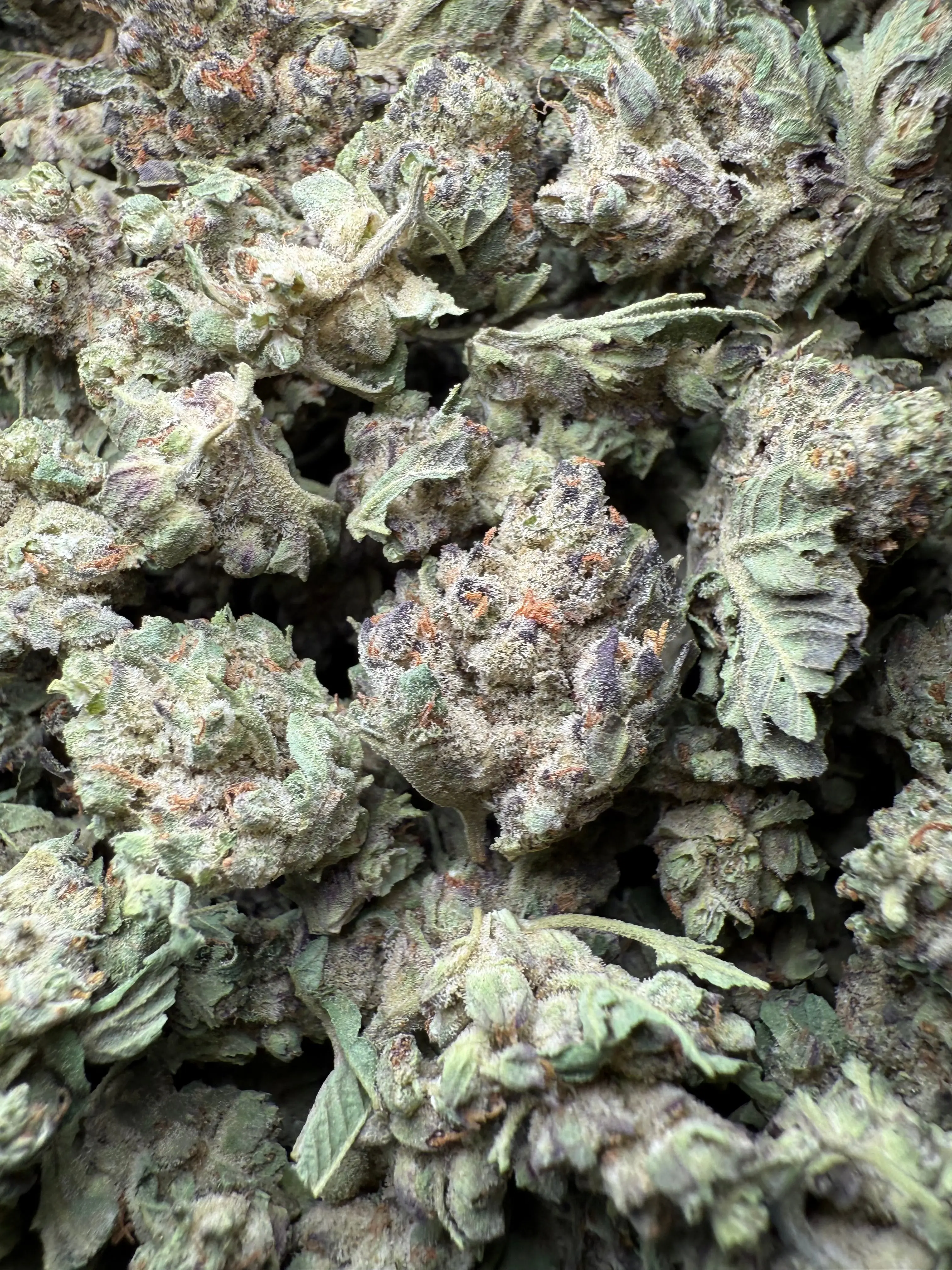 1 Pound - Purple Haze THCA Strain (Small) - Image 2