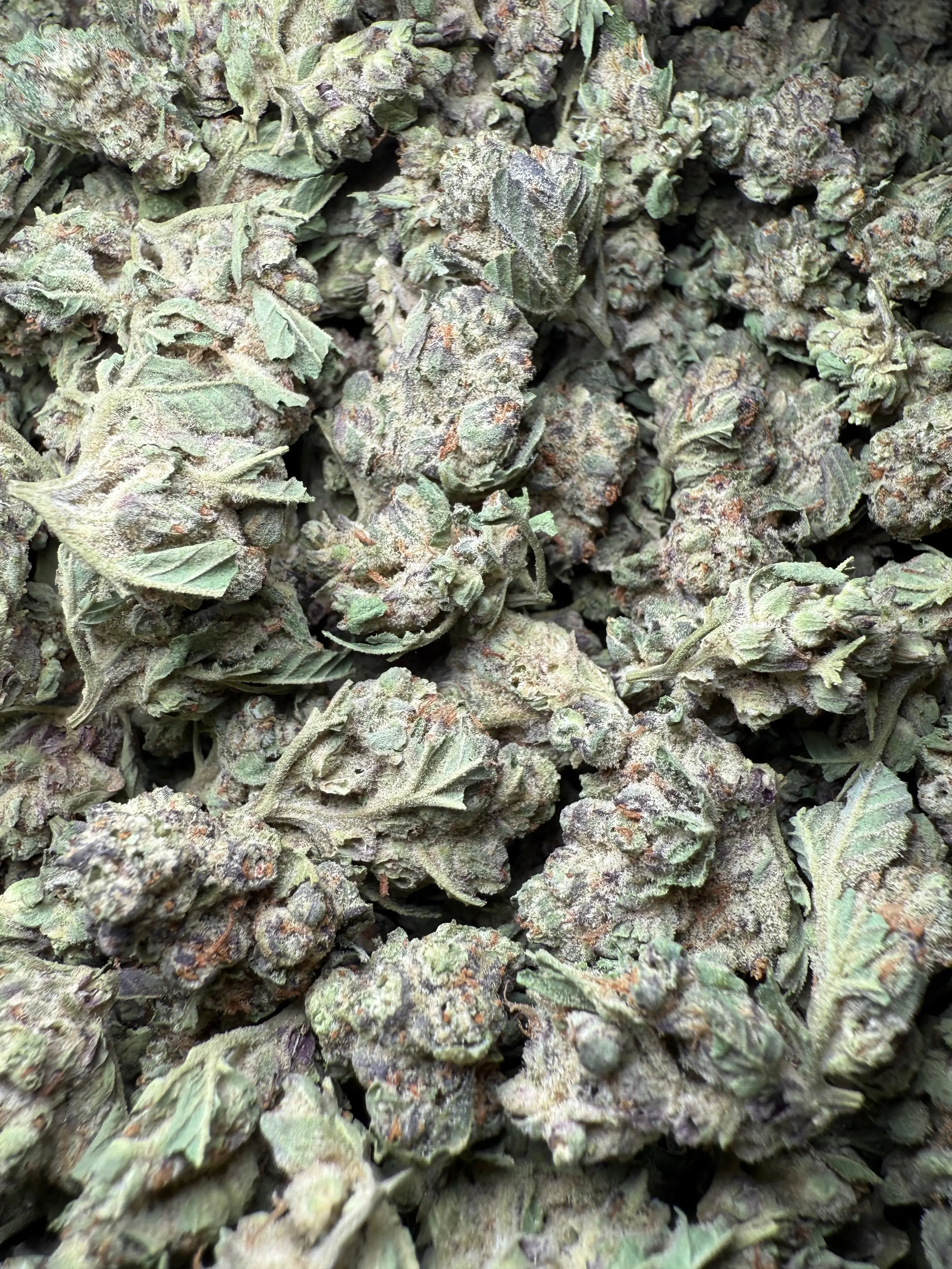 1 Pound - Purple Haze THCA Strain (Small) - Image 3