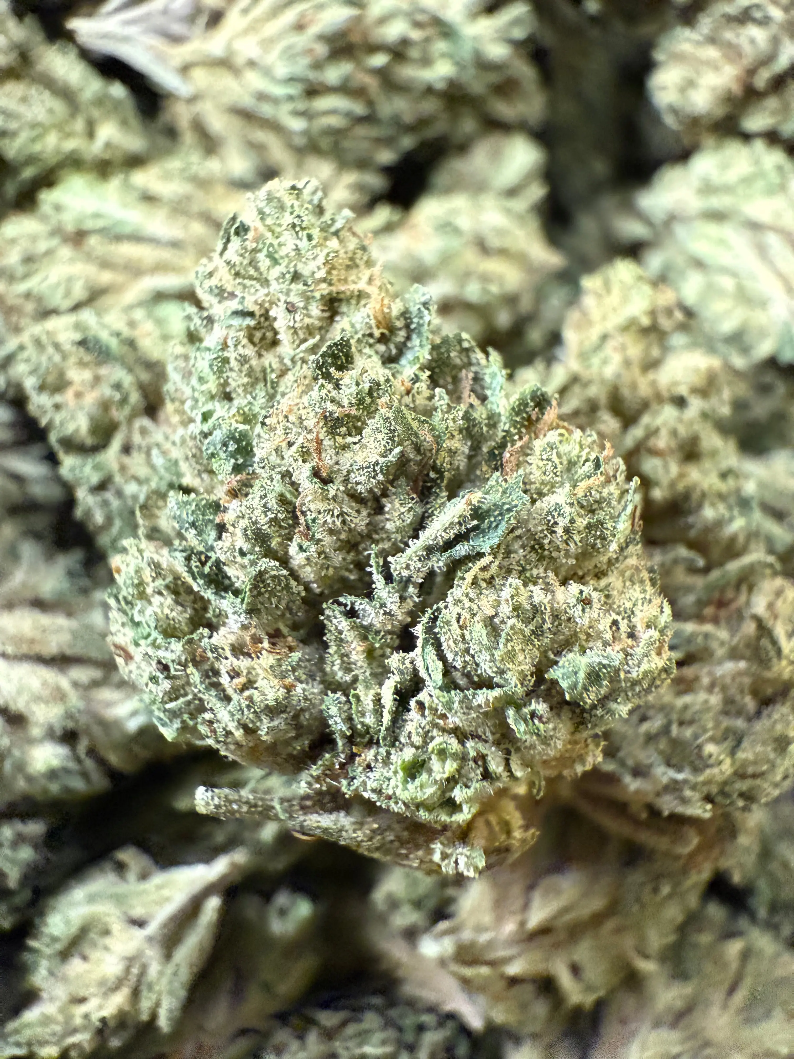 1 Pound - Sour Cheezel THCA Strain - Image 2
