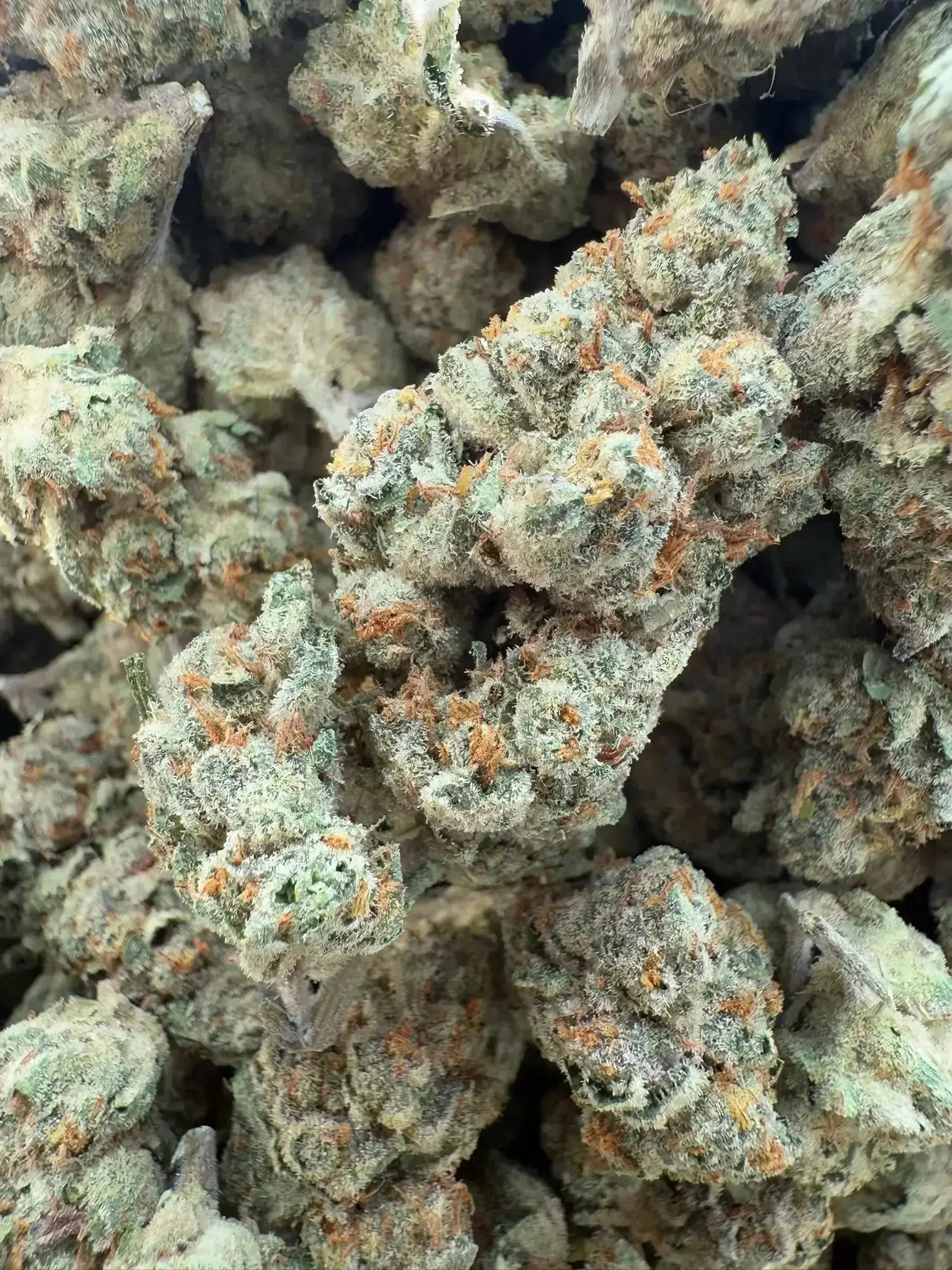 AAA Indoor Exotic - Cheeta Piss THCA Strain - Image 2