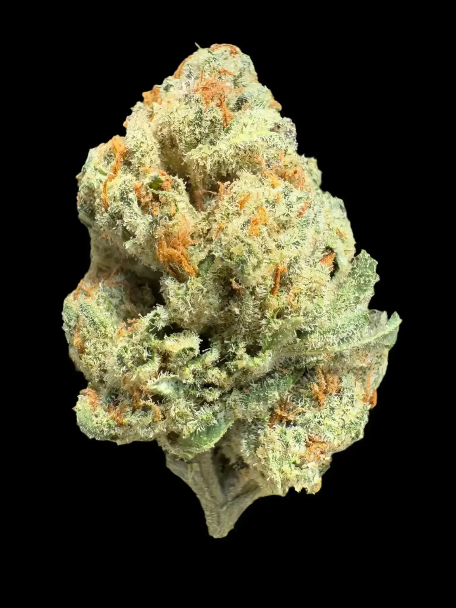 AAA Indoor Exotic - Cheeta Piss THCA Strain - Image 3